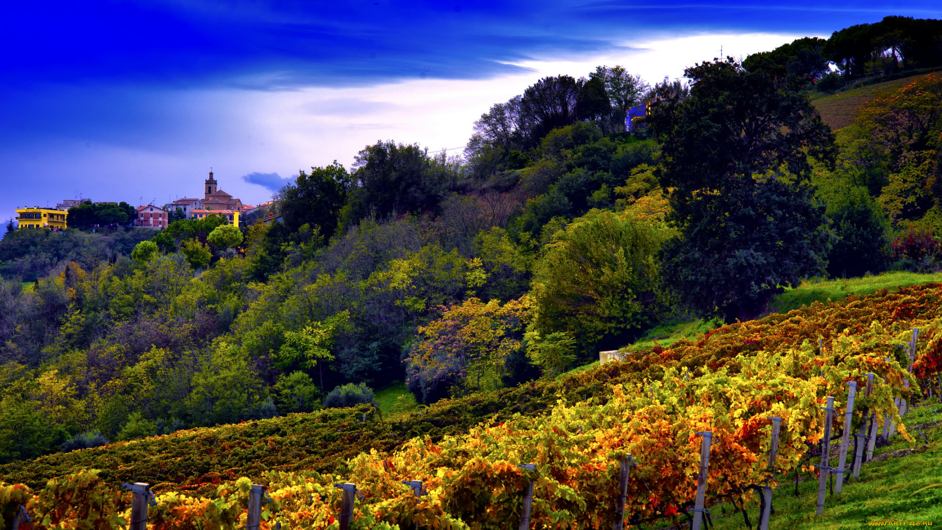 природа, пейзажи, пейзаж, виноградники, сады