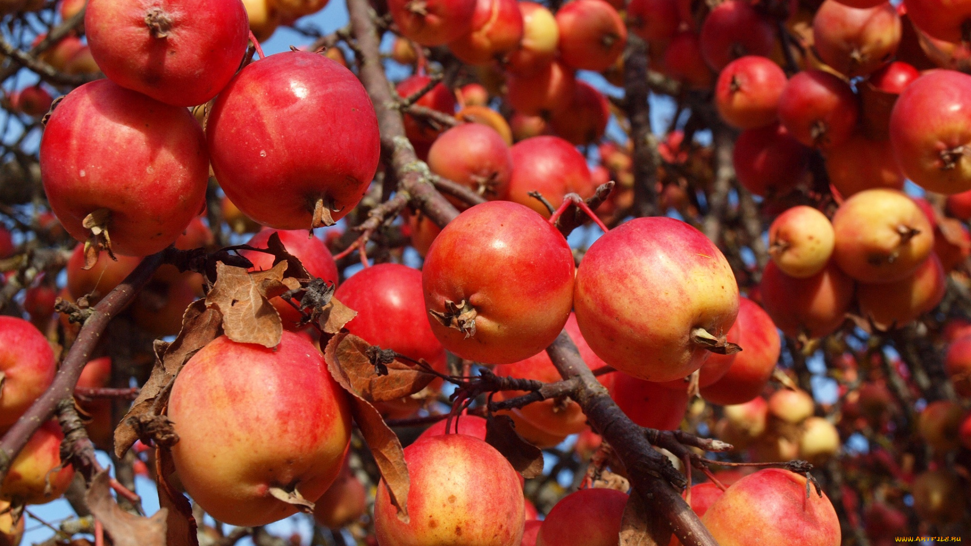 природа, плоды, ветка, яблоки