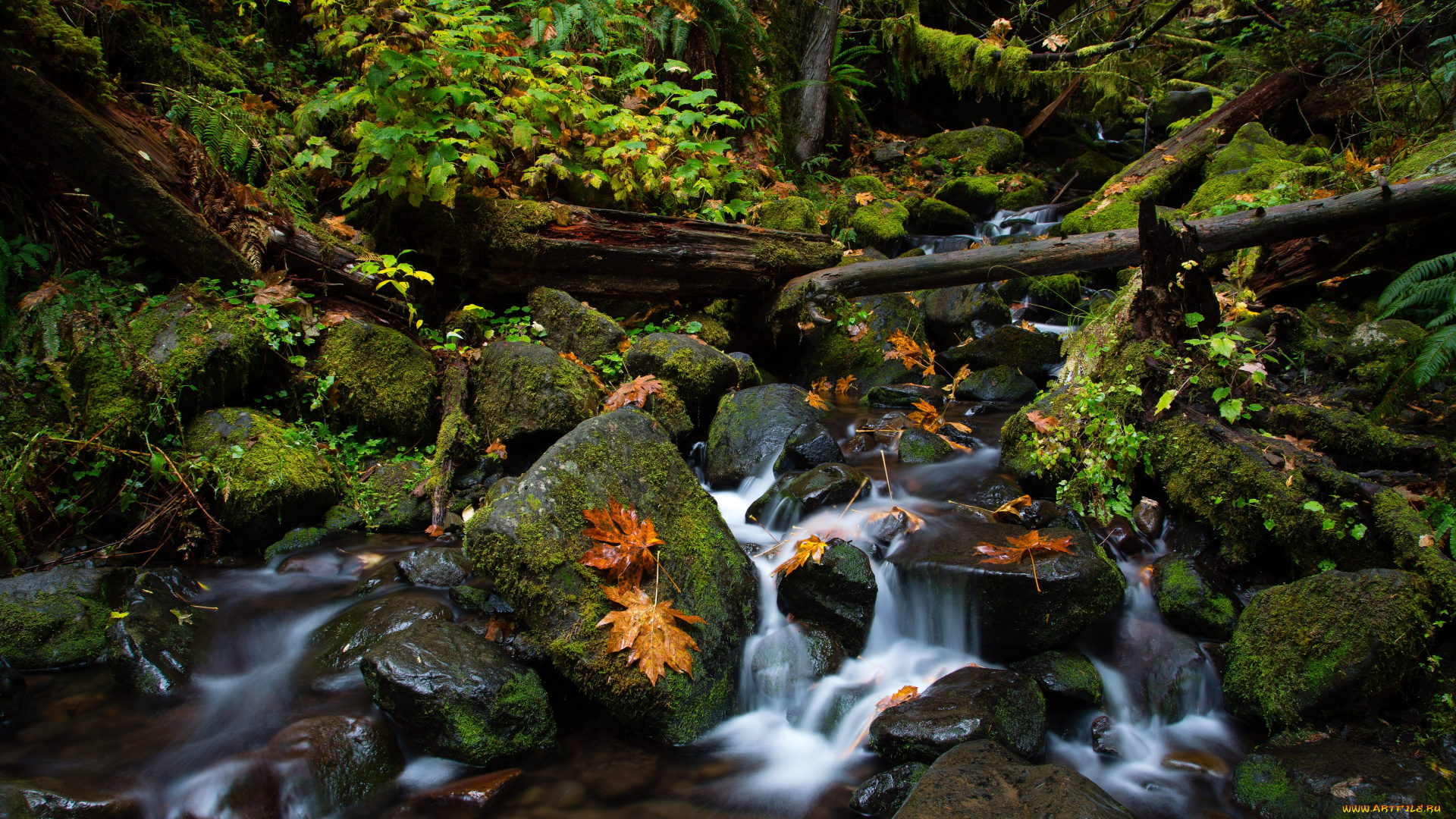 природа, реки, озера, лес, вода
