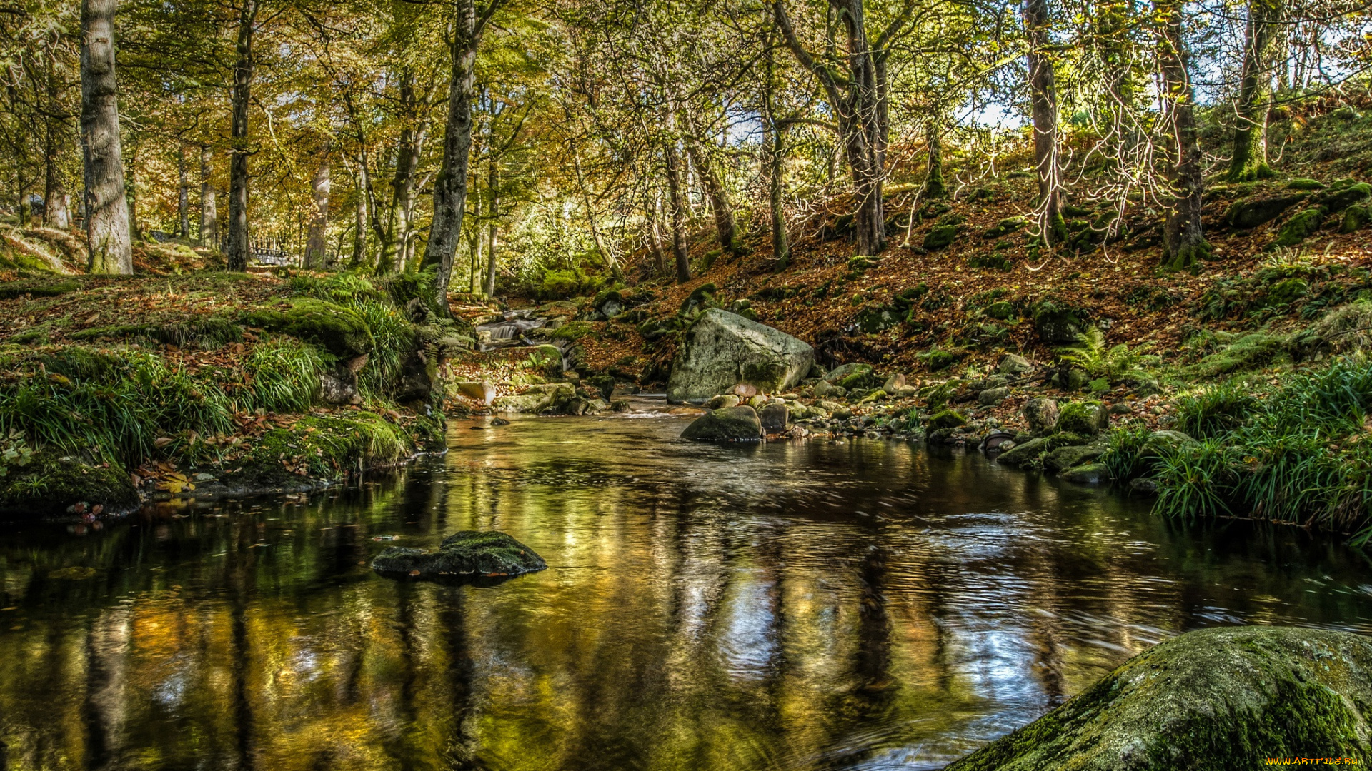 природа, реки, озера, река, лес