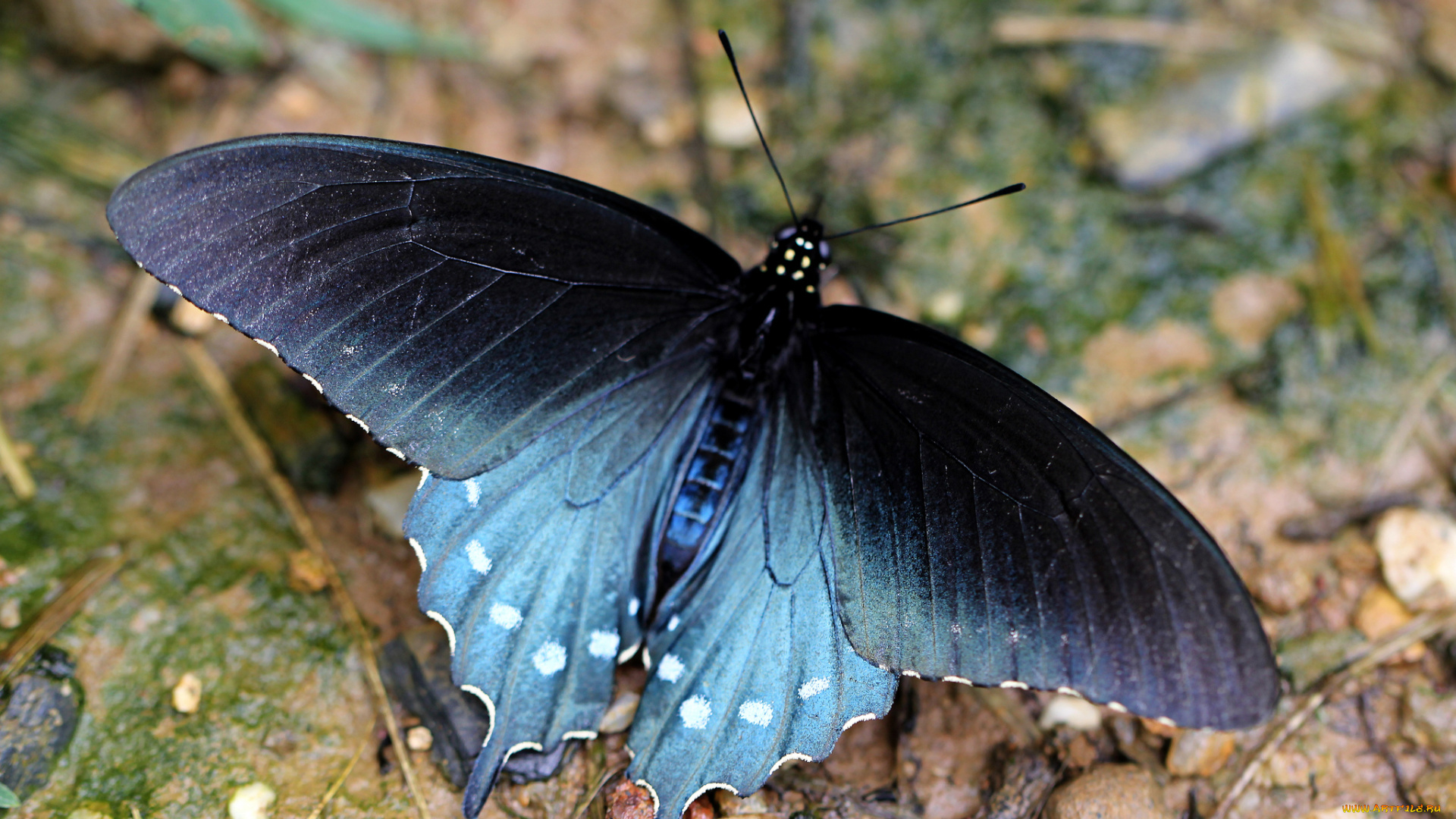 животные, бабочки, бабочка