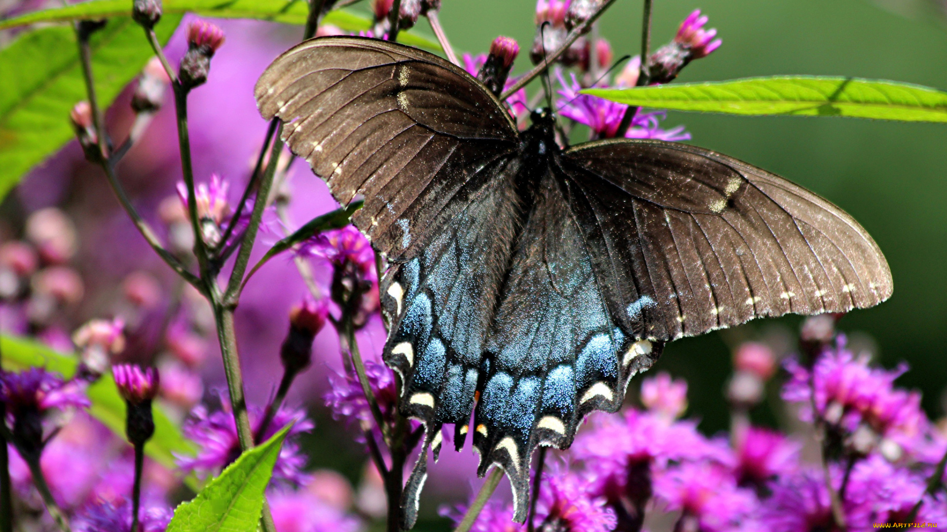 животные, бабочки, цветы, бабочка