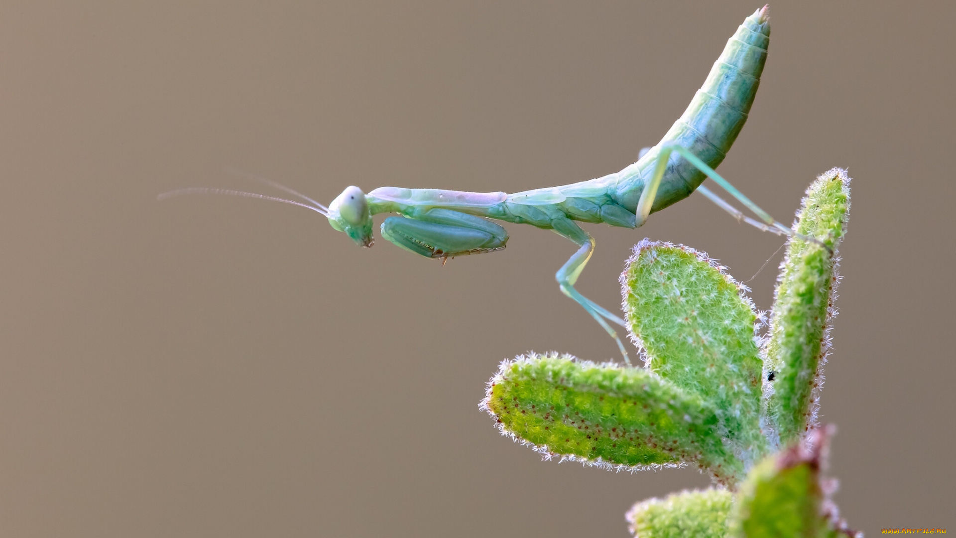 животные, богомолы, макро, листочки, насекомое