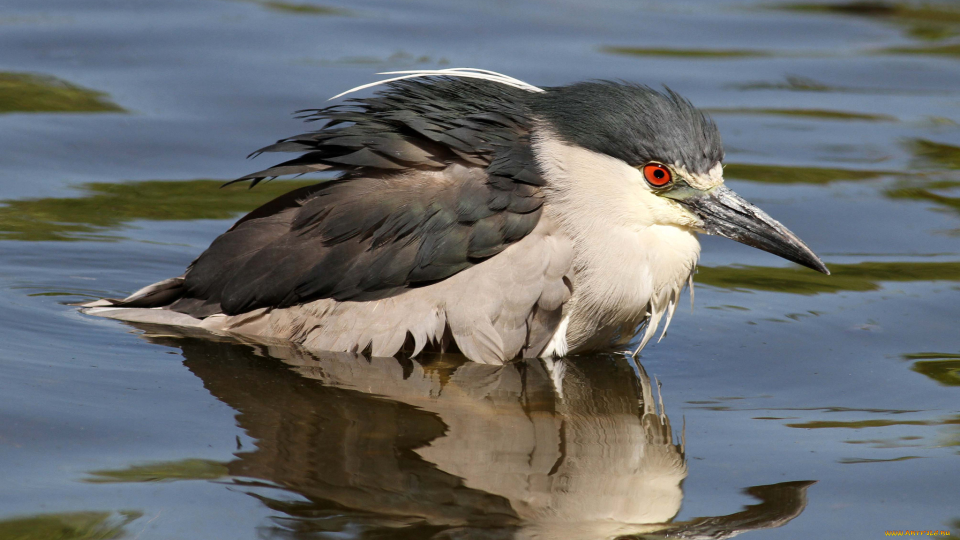 животные, цапли, птица, вода