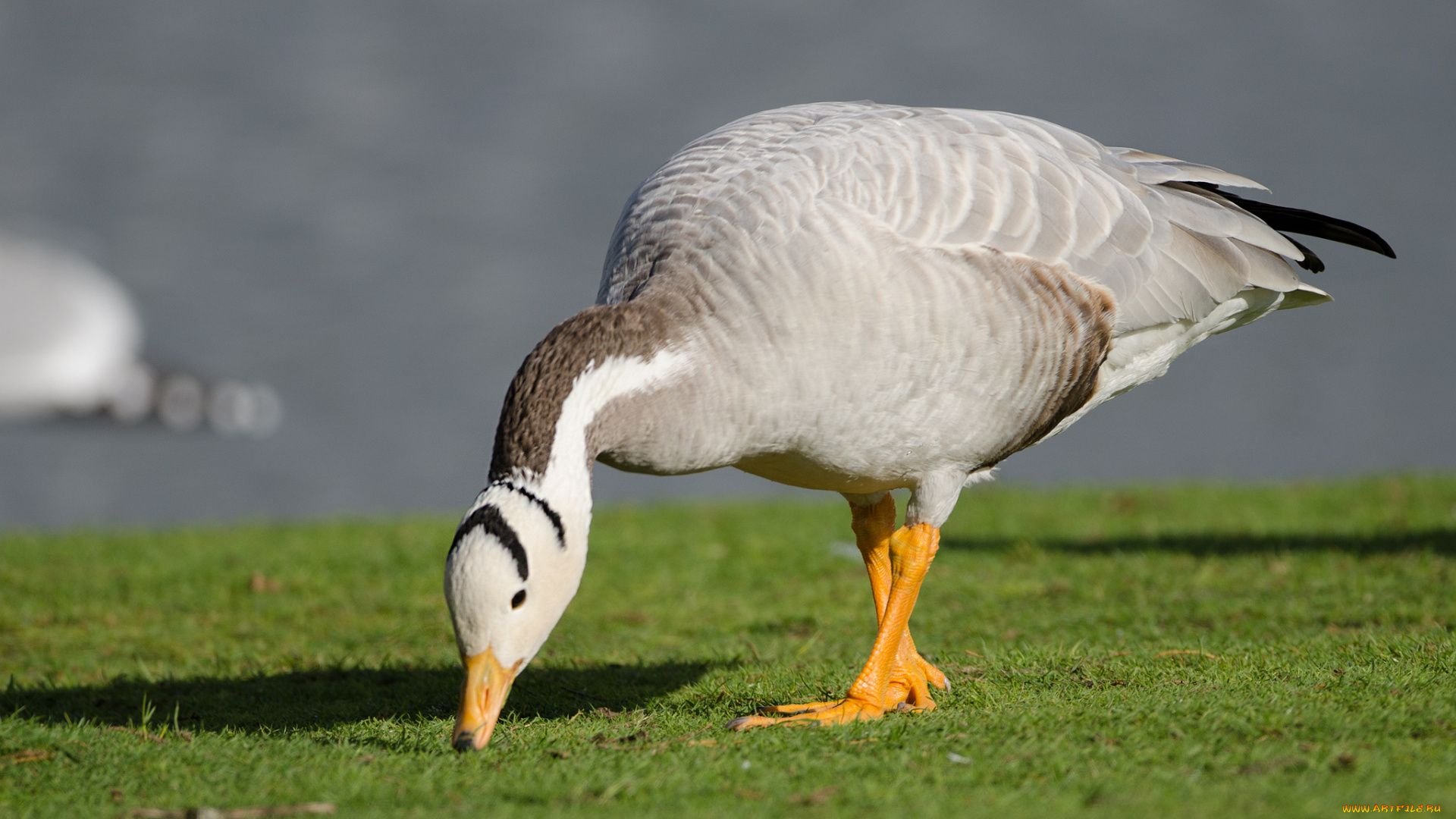 животные, гуси, гусь, трава, поляна