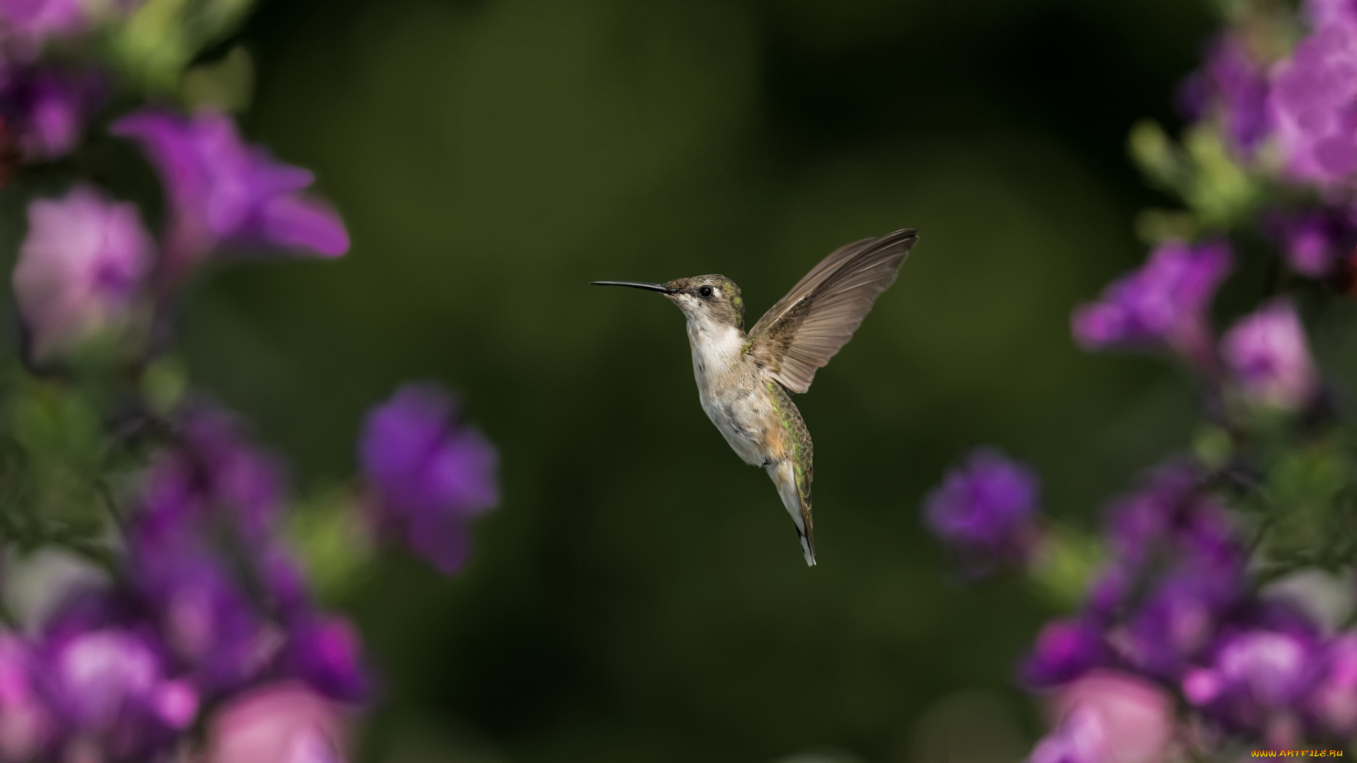 животные, колибри