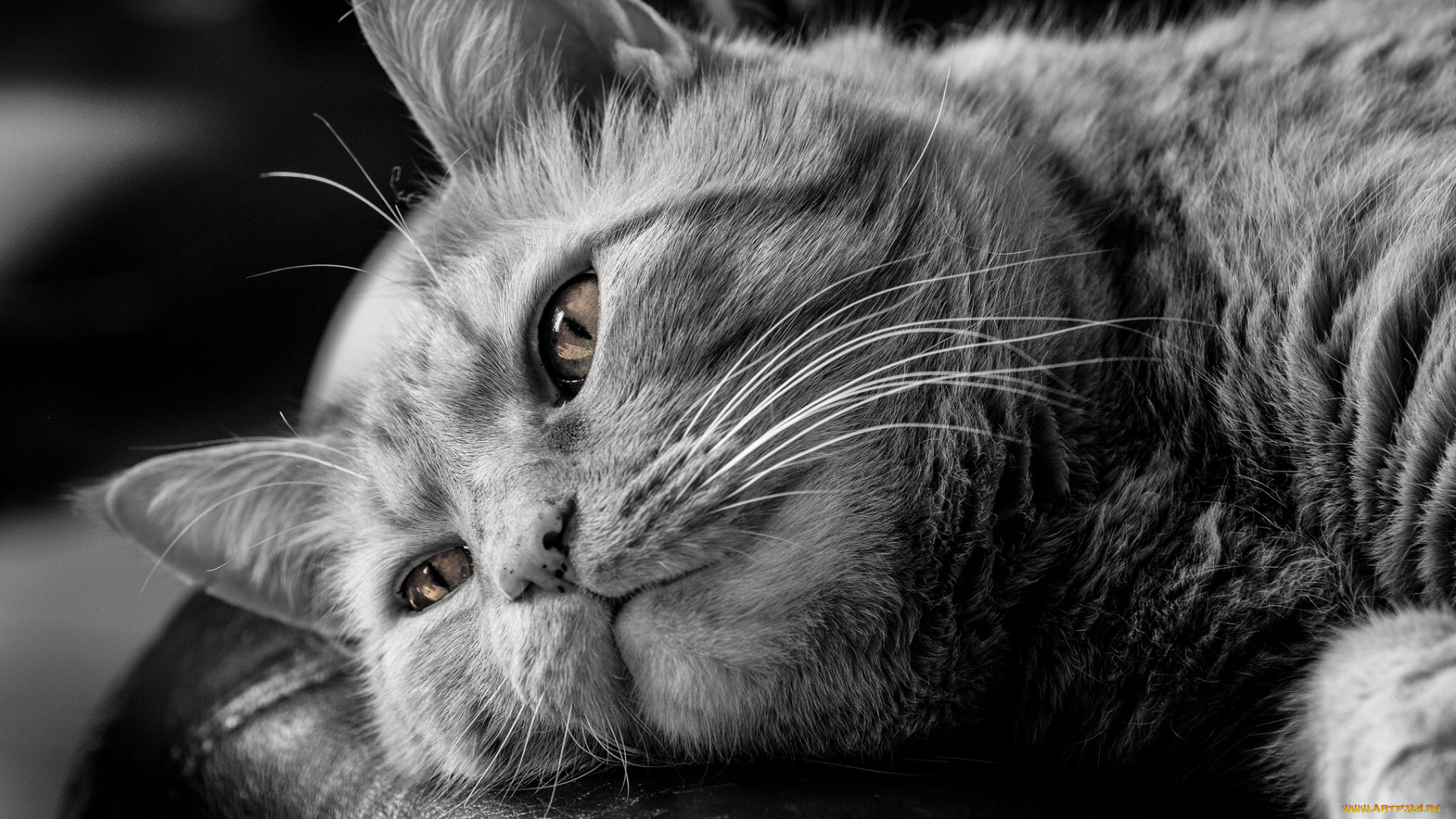 животные, коты, задумчивость, чёрно-белая