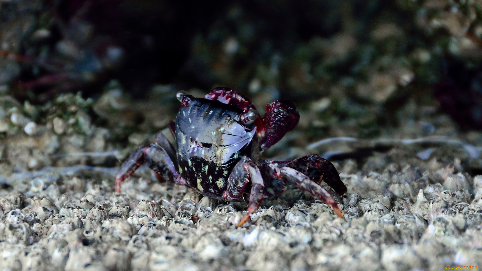 животные, крабы, раки, море, краб, камни, дно
