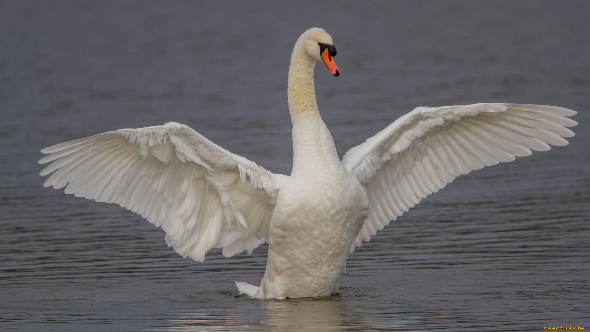 животные, лебеди, крылья, птица