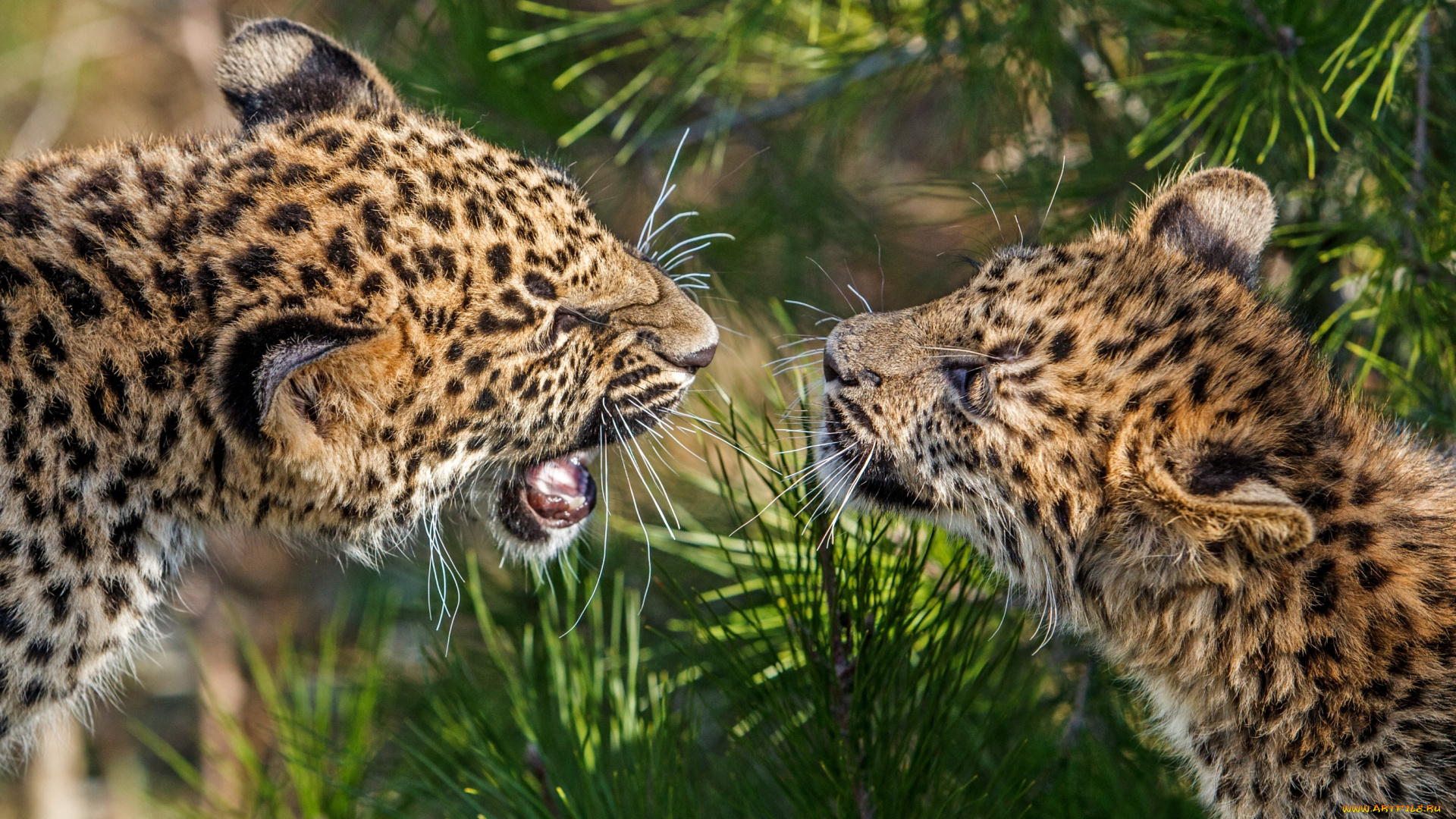 животные, леопарды, малыши