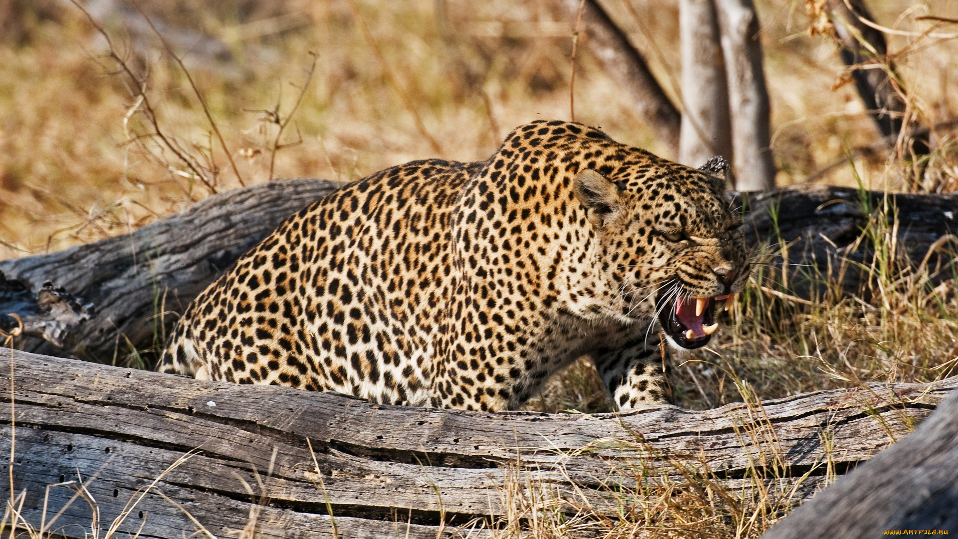 животные, леопарды, оскал, леопард, клыки, пасть, ярость, злость