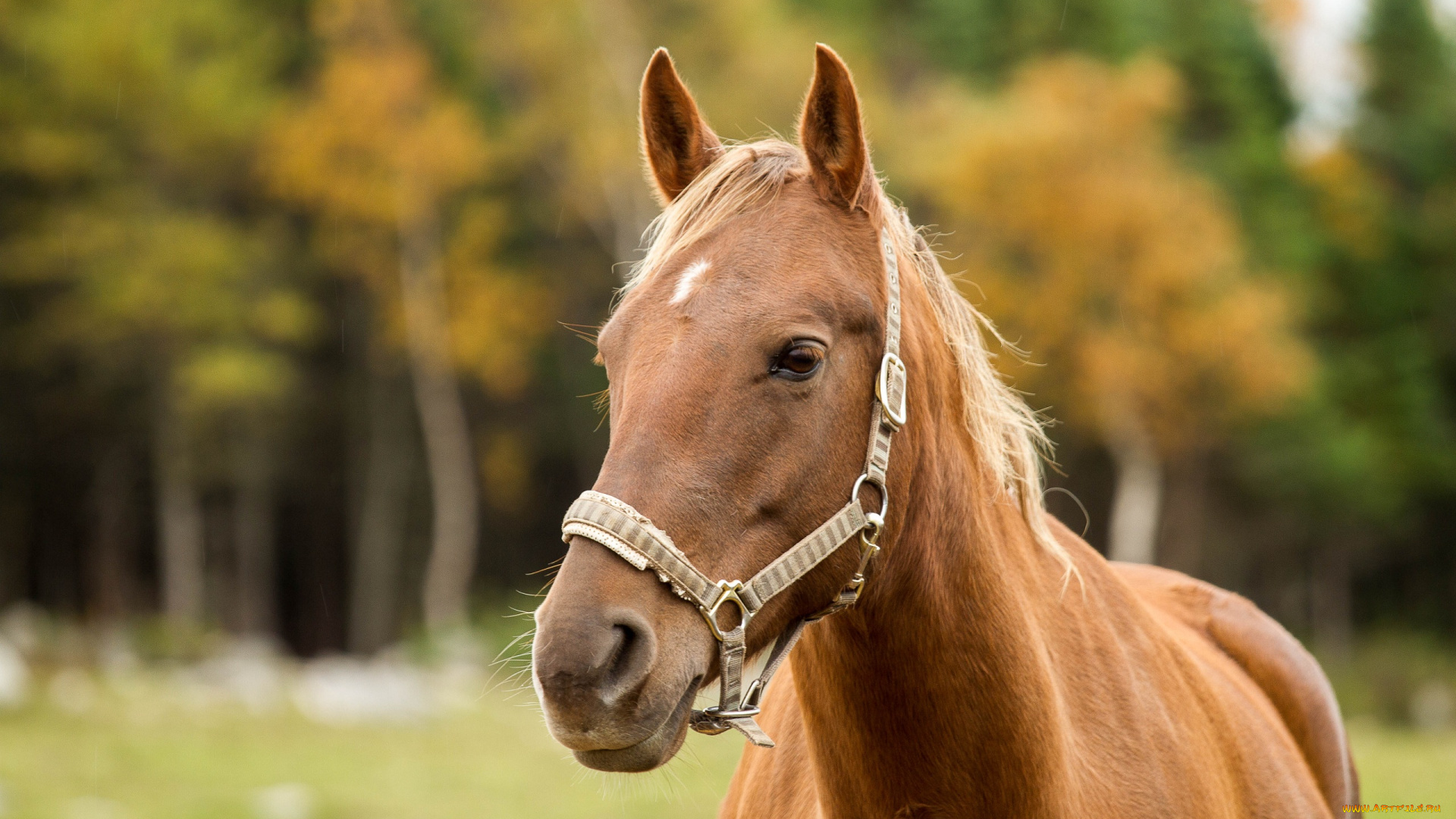 животные, лошади, конь, морда