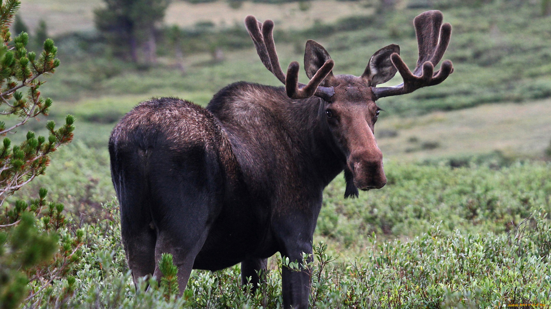 животные, лоси, лось, кустарник, рога