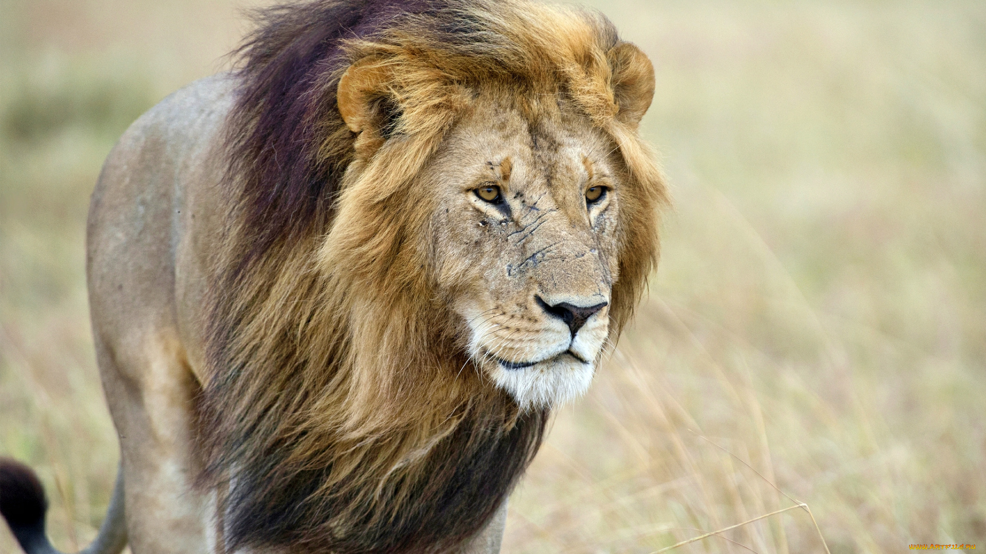 животные, львы, грива, лев, морда