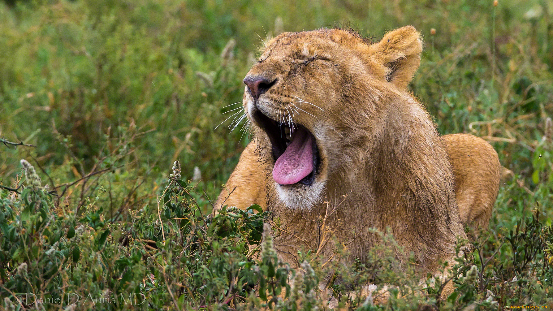 животные, львы, хищник