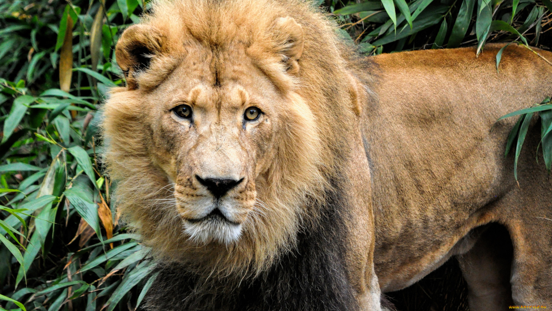 животные, львы, лев, морда, грива