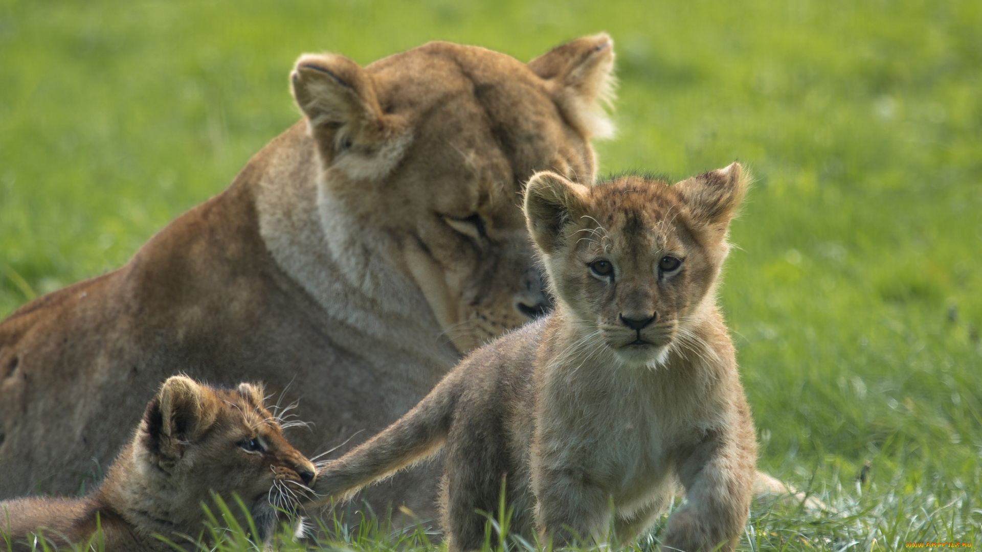 животные, львы, семья