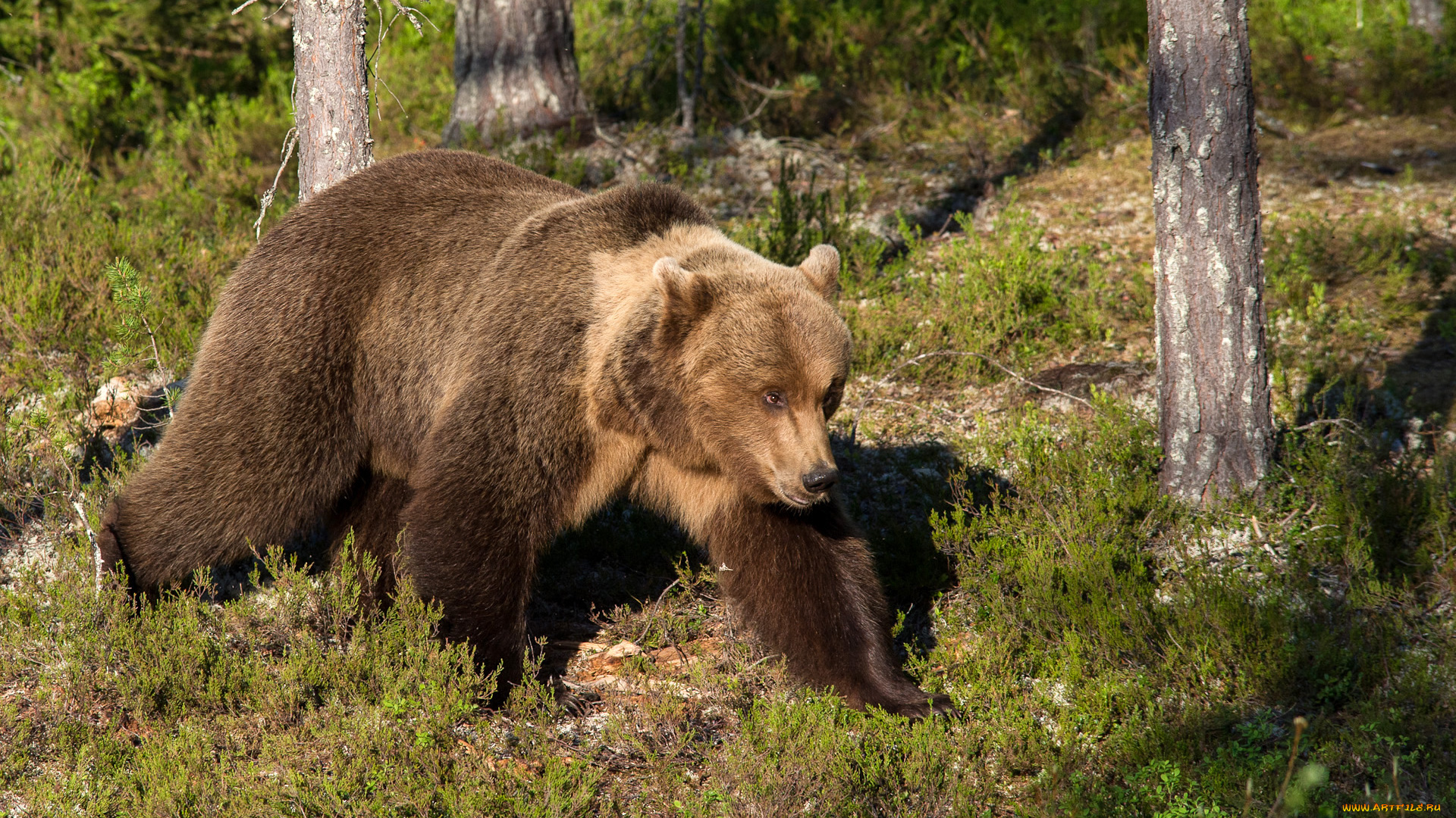 животные, медведи, медведь