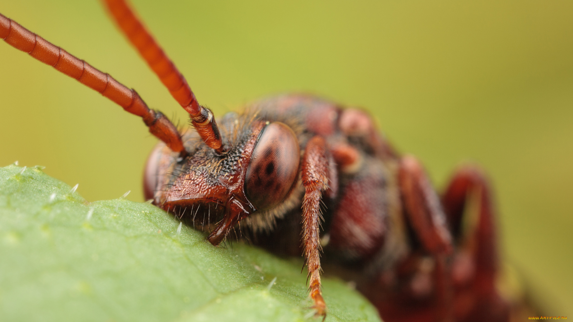 животные, насекомые, макро