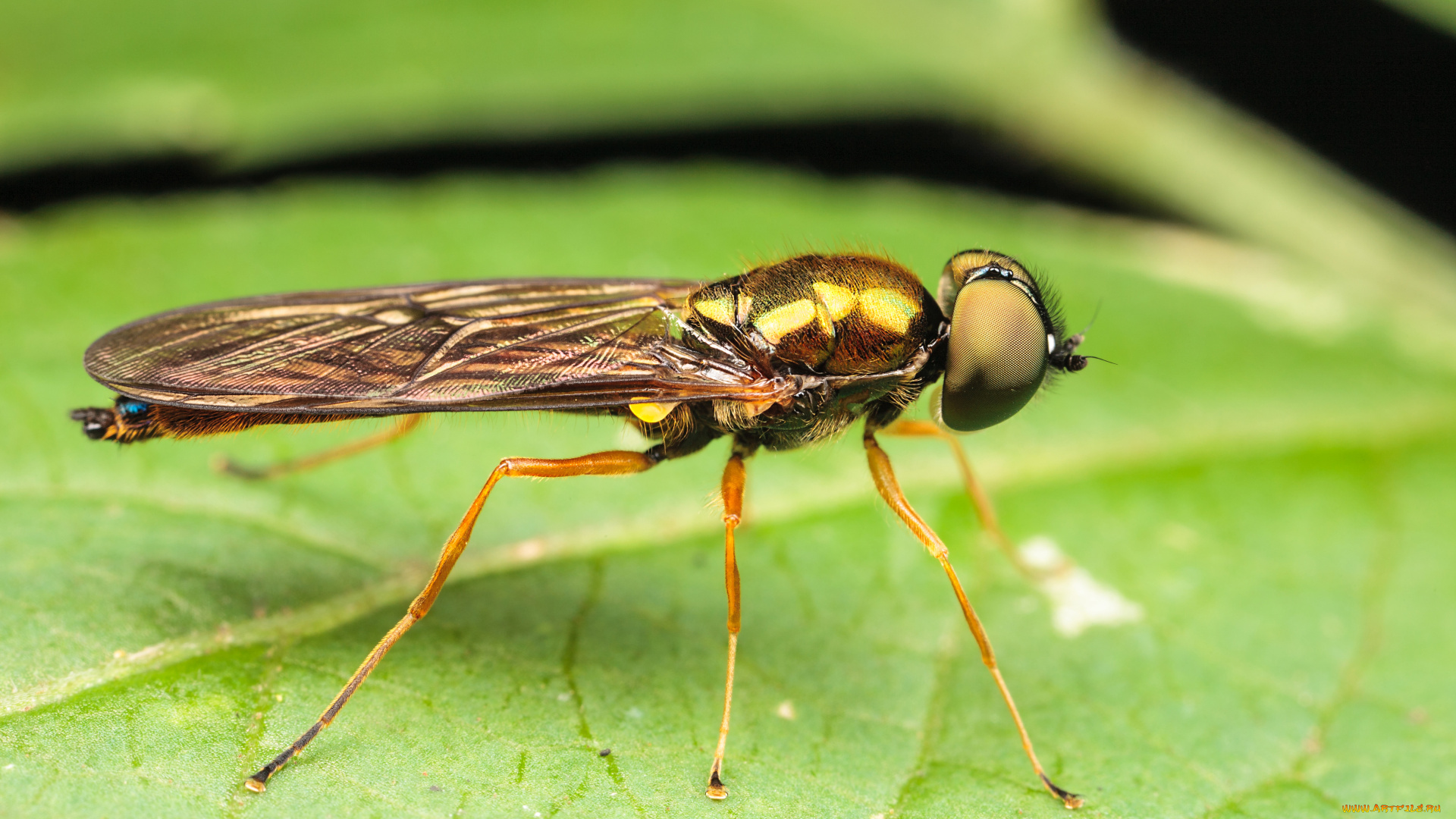 животные, насекомые, макро