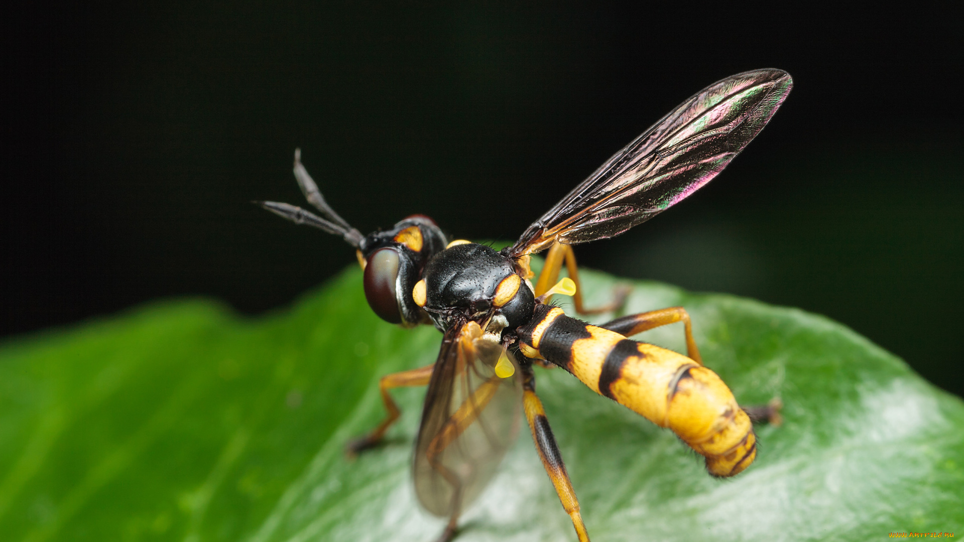 животные, насекомые, макро