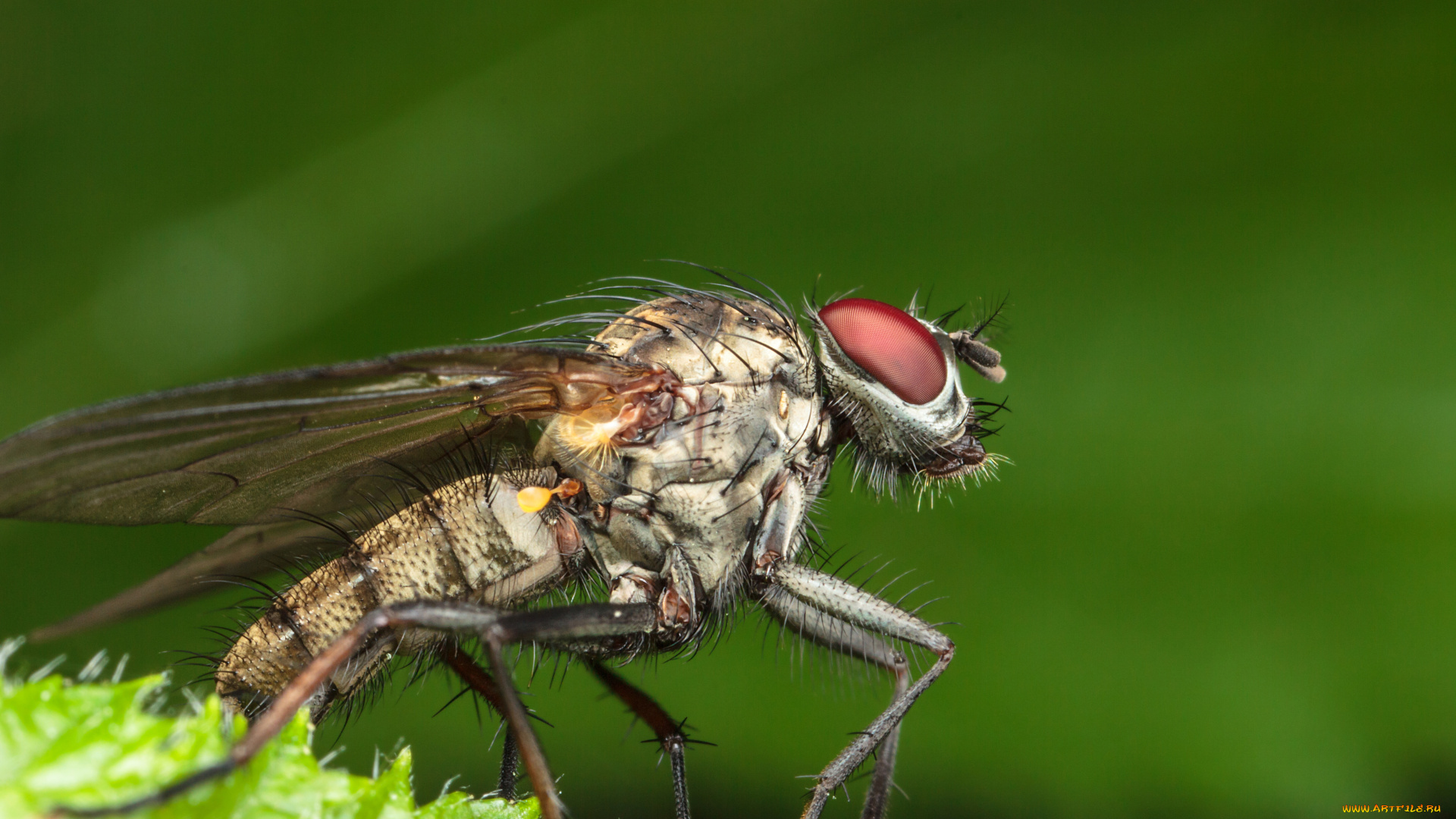 животные, насекомые, макро