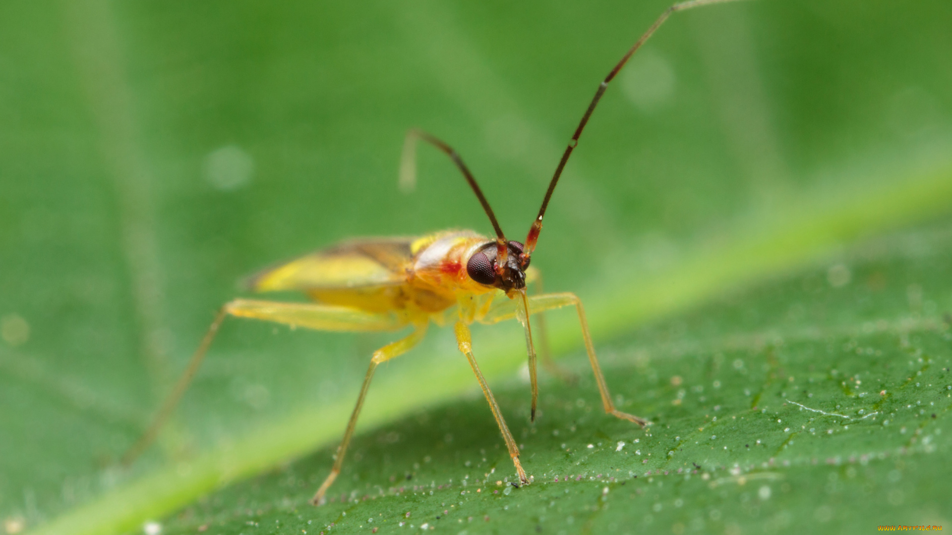 животные, насекомые, макро