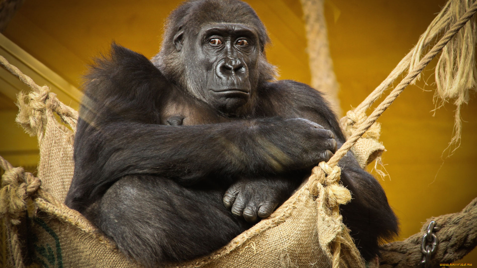 животные, обезьяны, горилла
