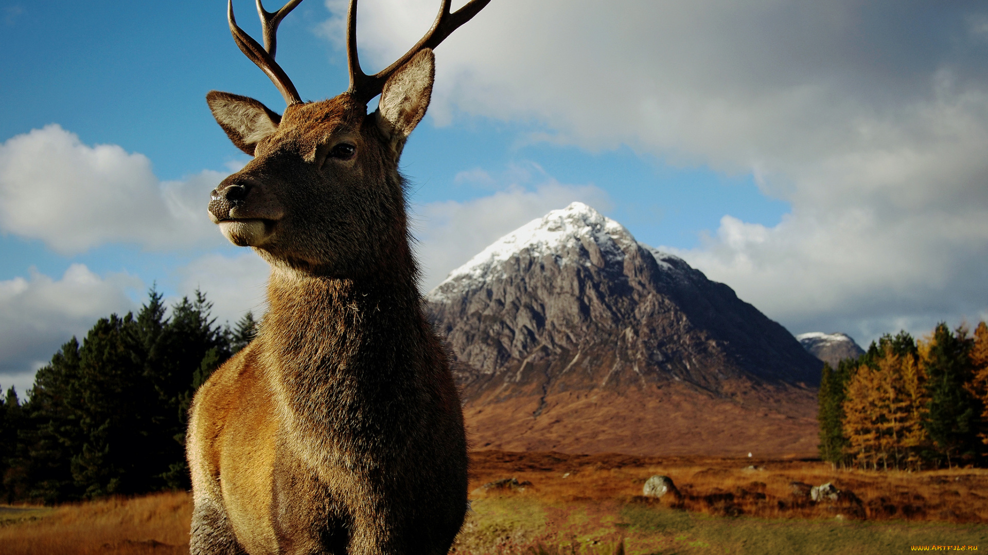 животные, олени, горы, олень, рога, луг, трава, лес