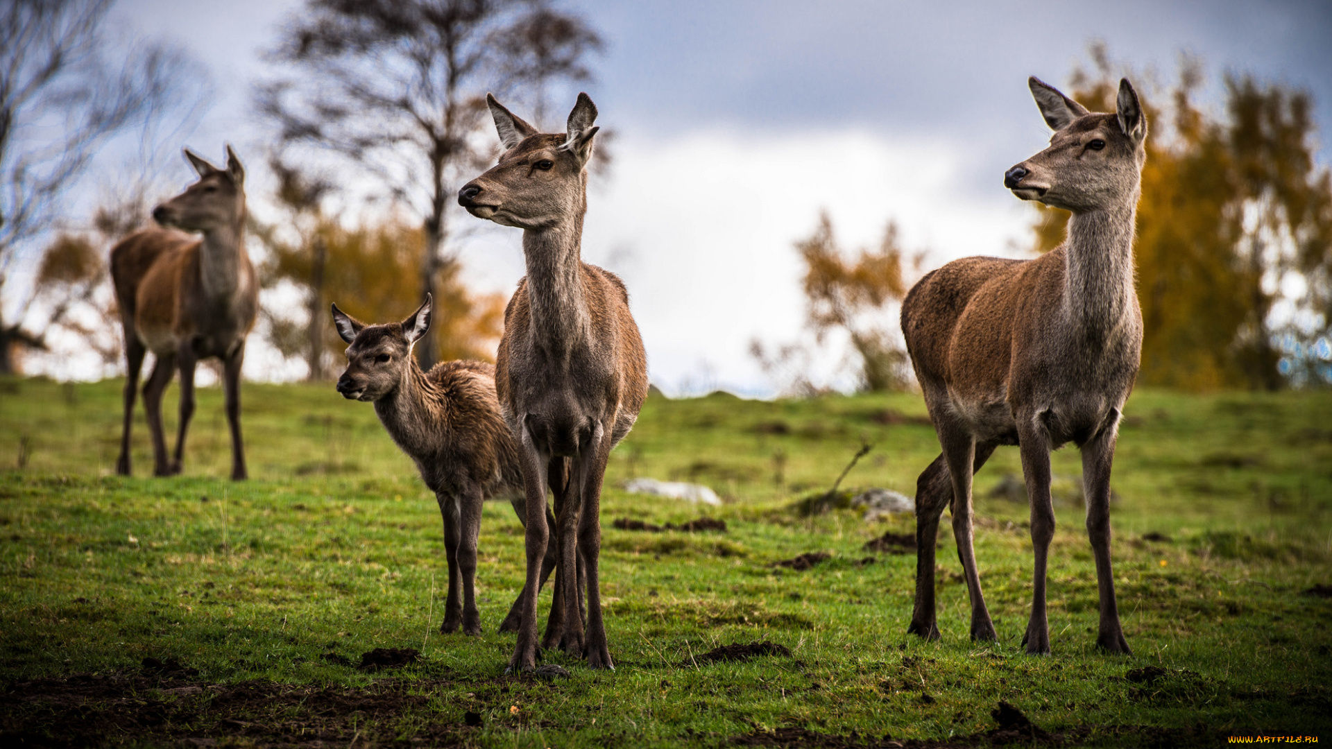 животные, олени, поле, трава, оленихи
