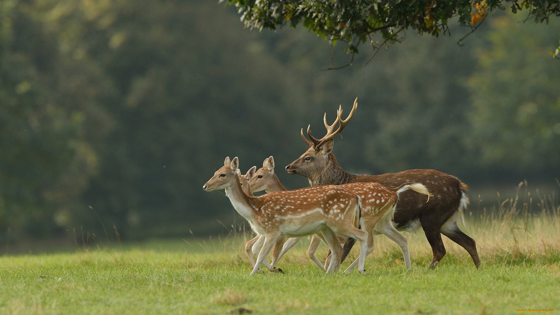 животные, олени, пятнистые