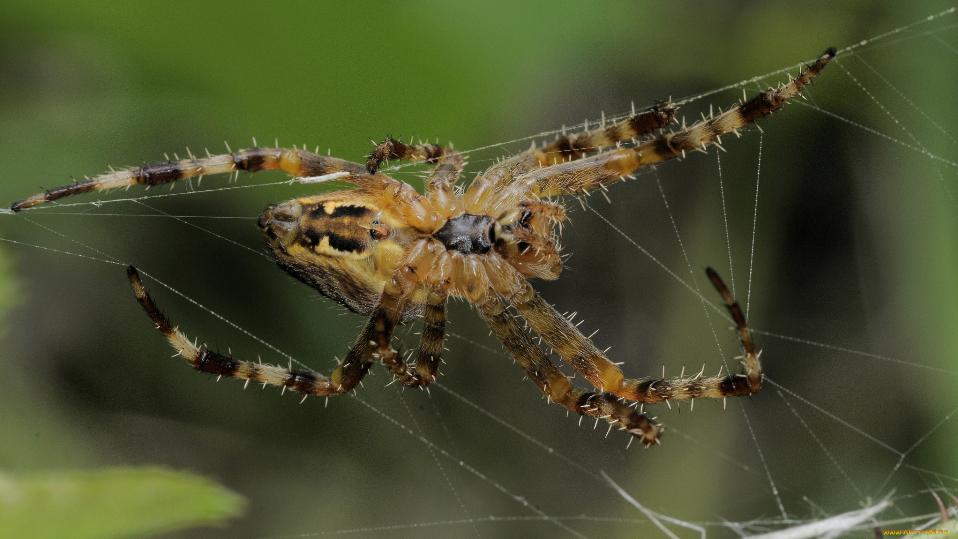 животные, пауки, паутина, паук