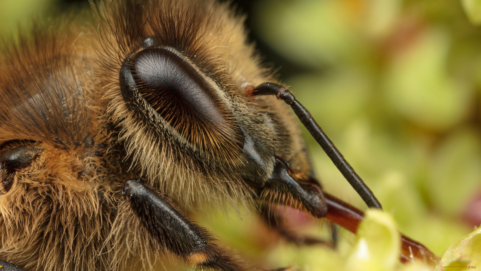животные, пчелы, осы, шмели, макро