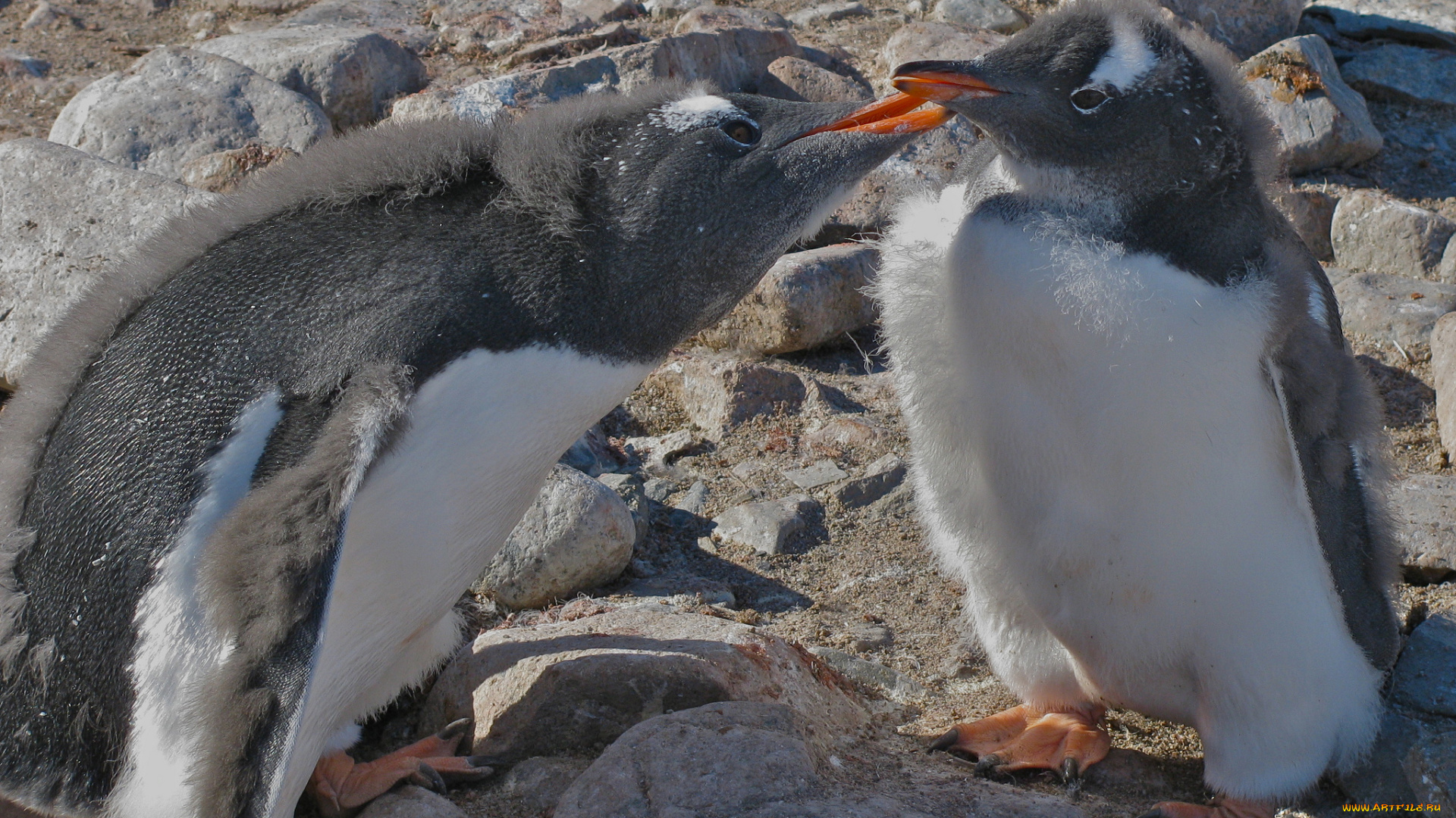 животные, пингвины, антарктида, птенец