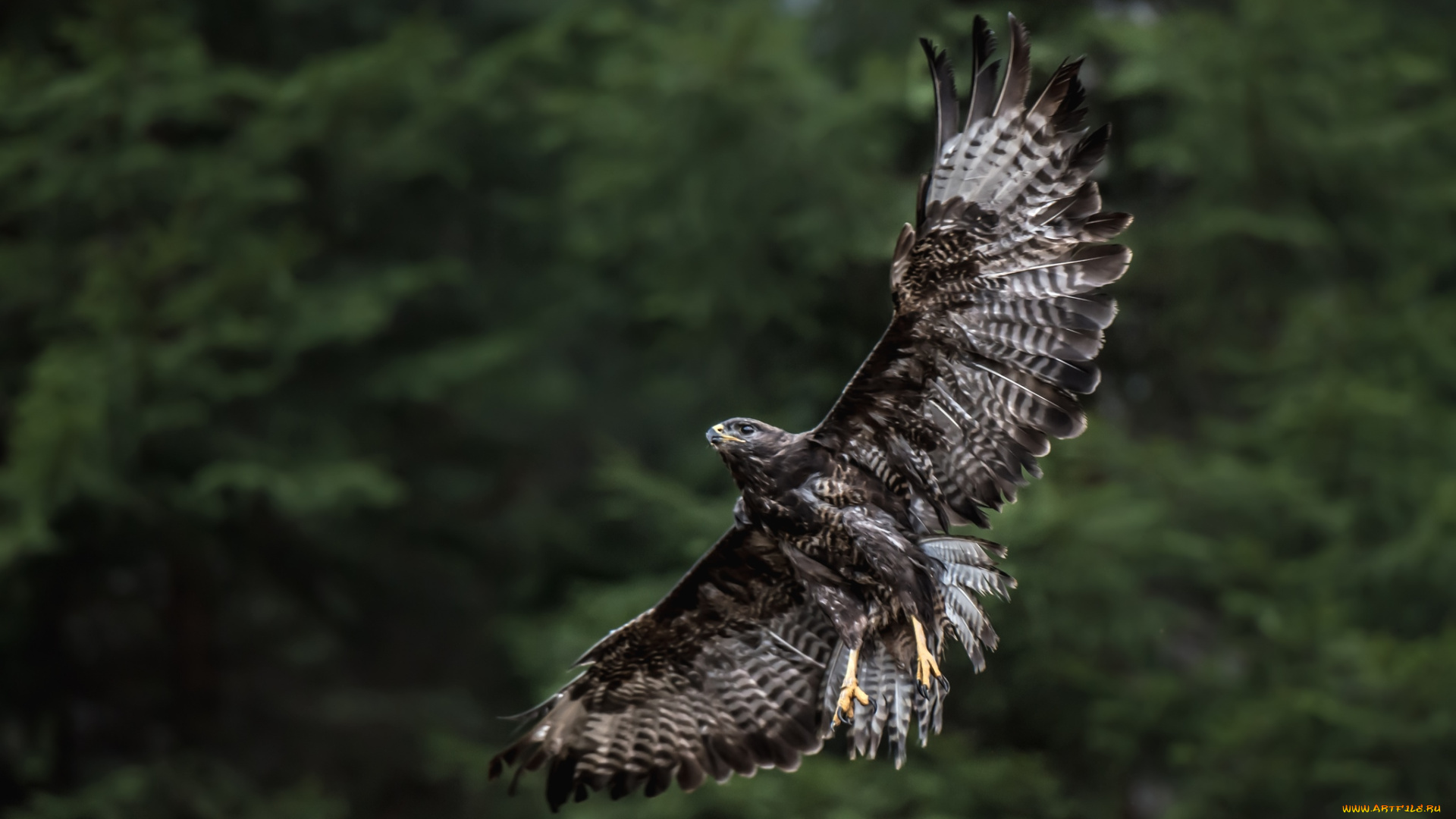 животные, птицы, хищники, полет, крылья