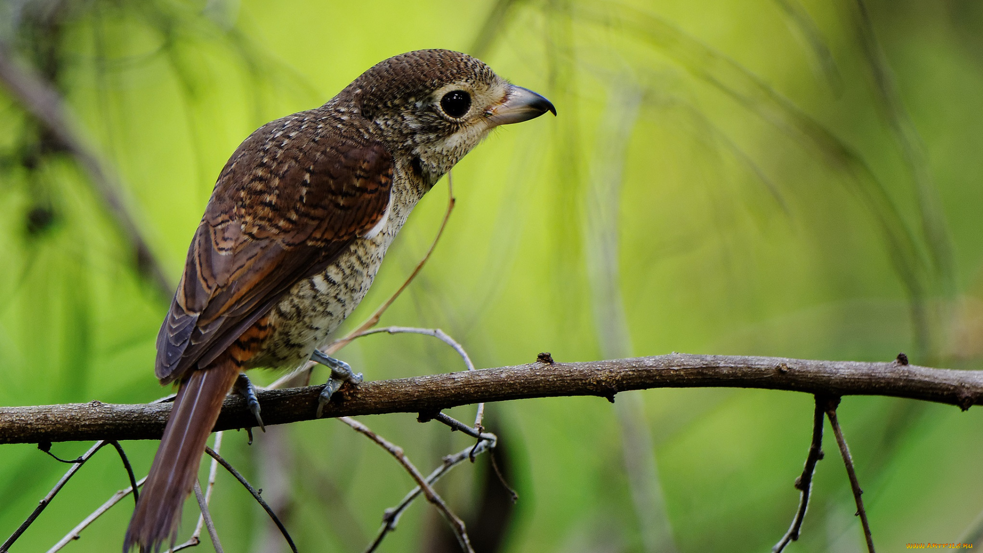 животные, птицы, клест, птичка, векка