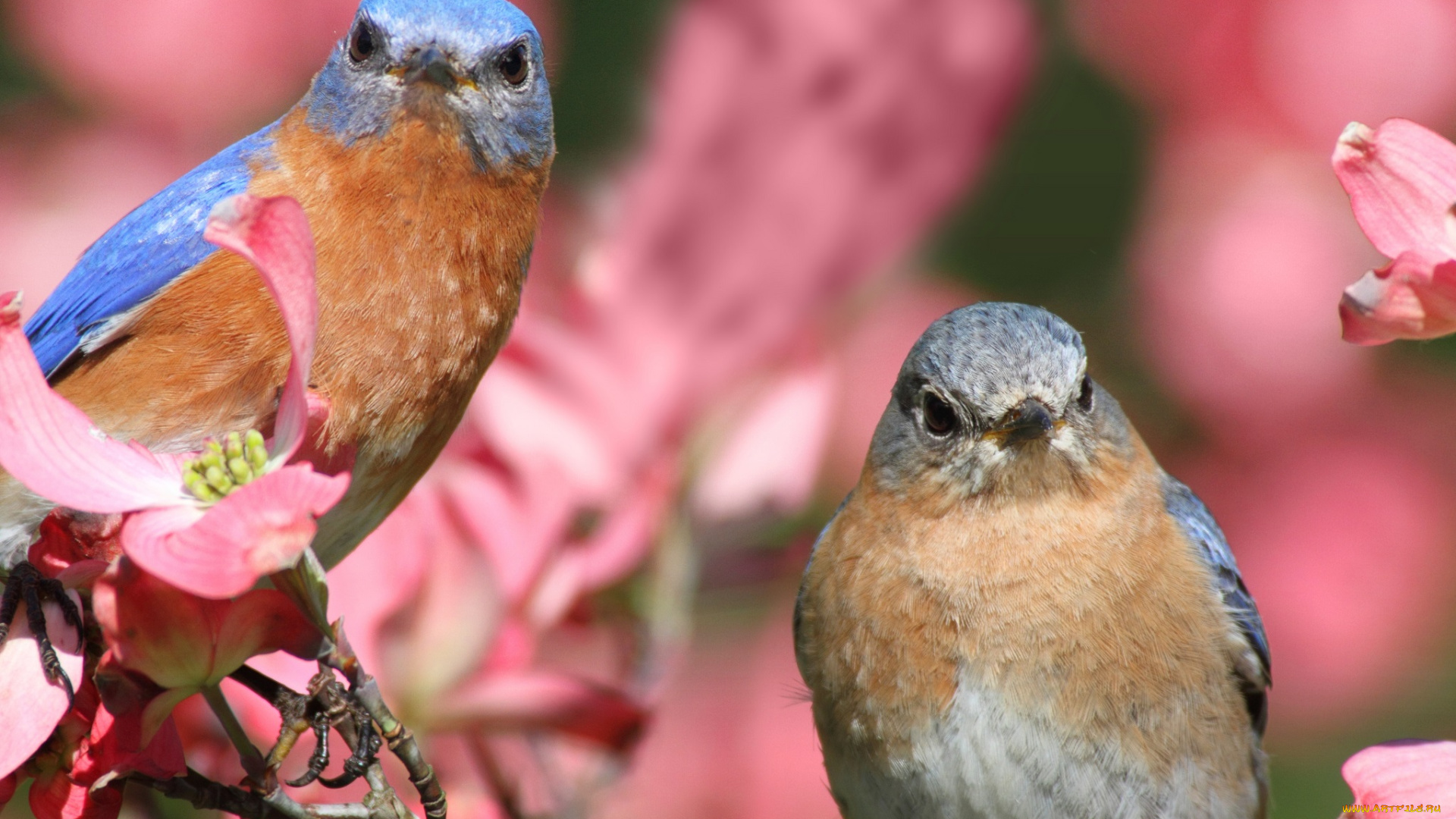 животные, птицы, ветка, цветки