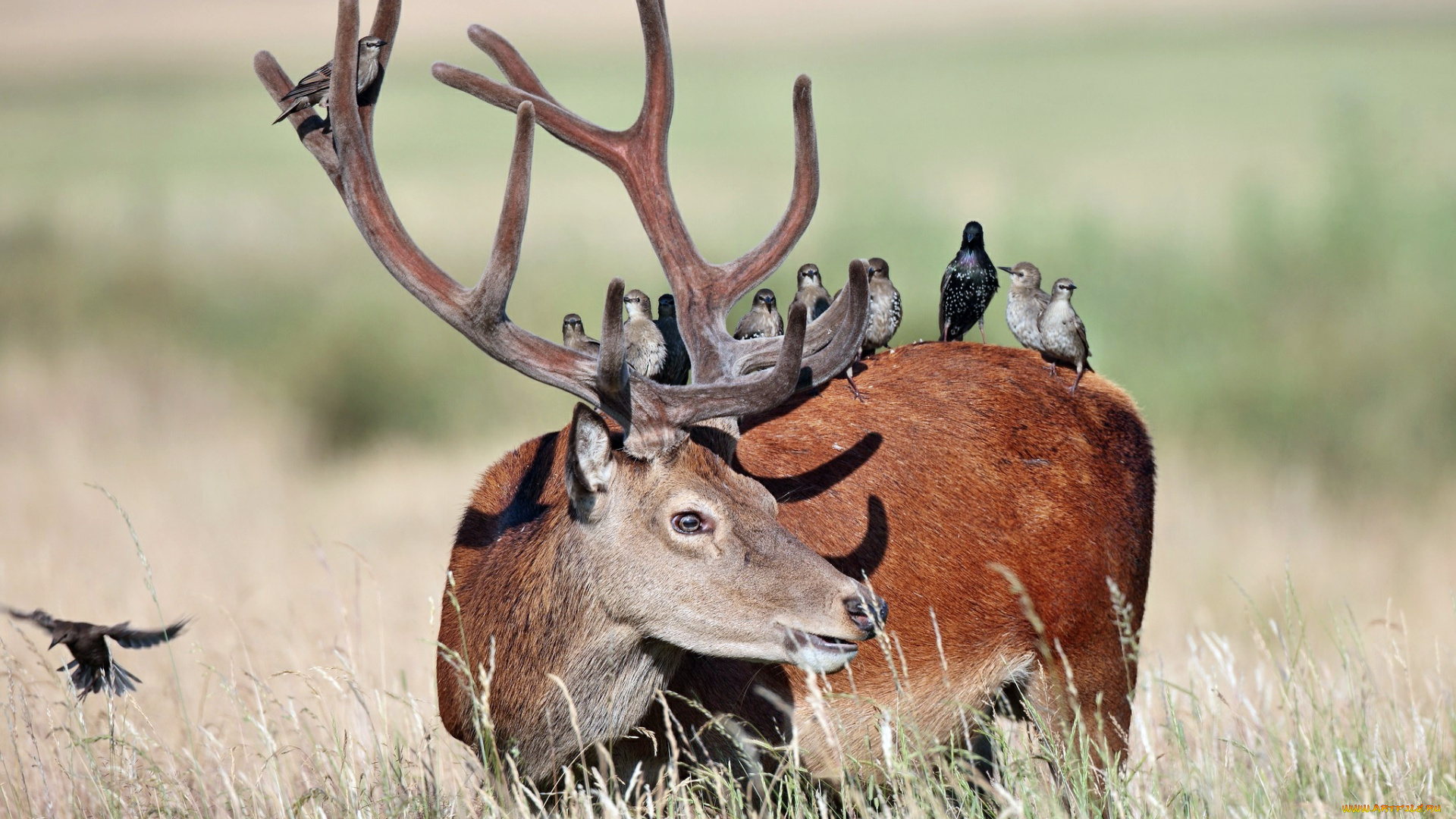 животные, разные, вместе, птицы, рога, олень, трава