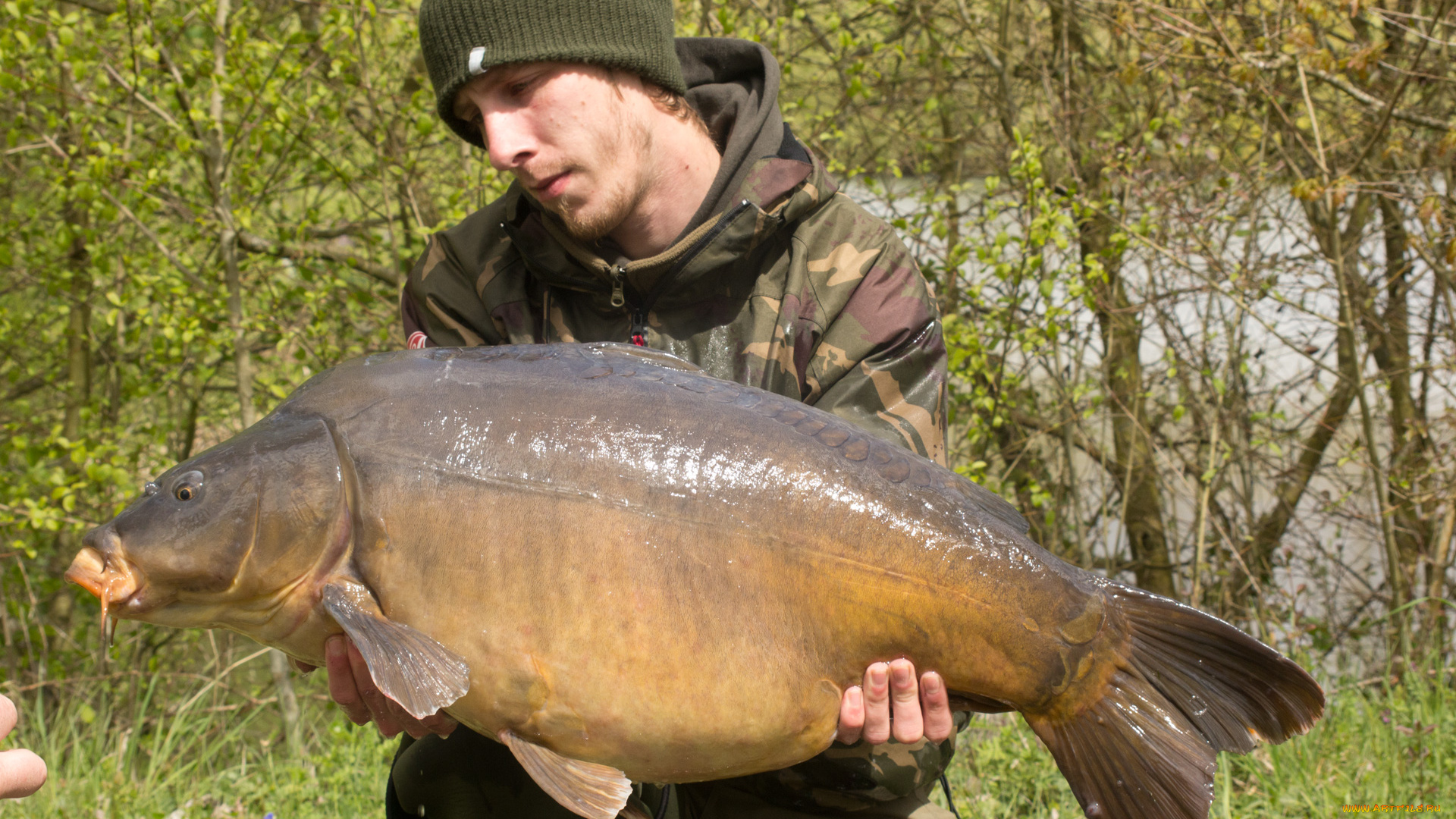 животные, рыбы, рыба