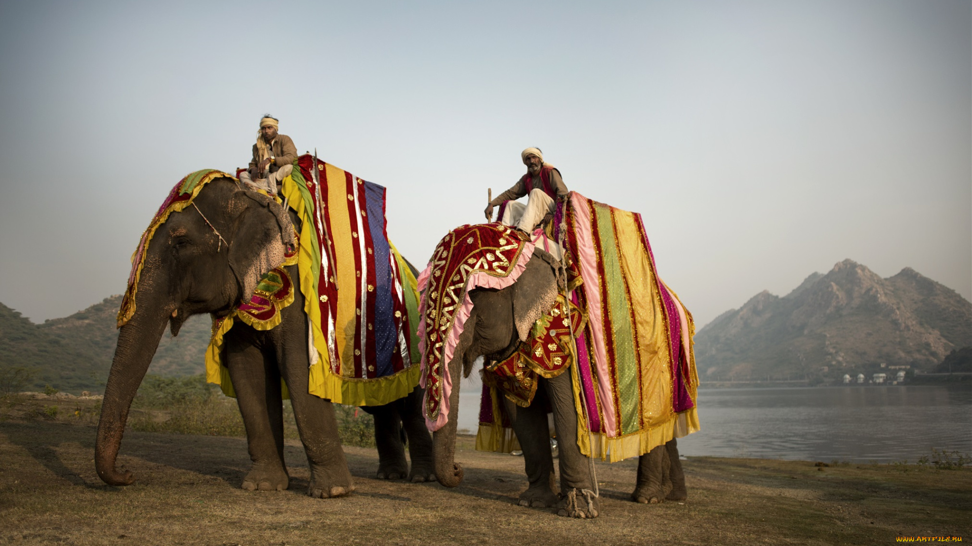 животные, слоны, попоны, погонщики