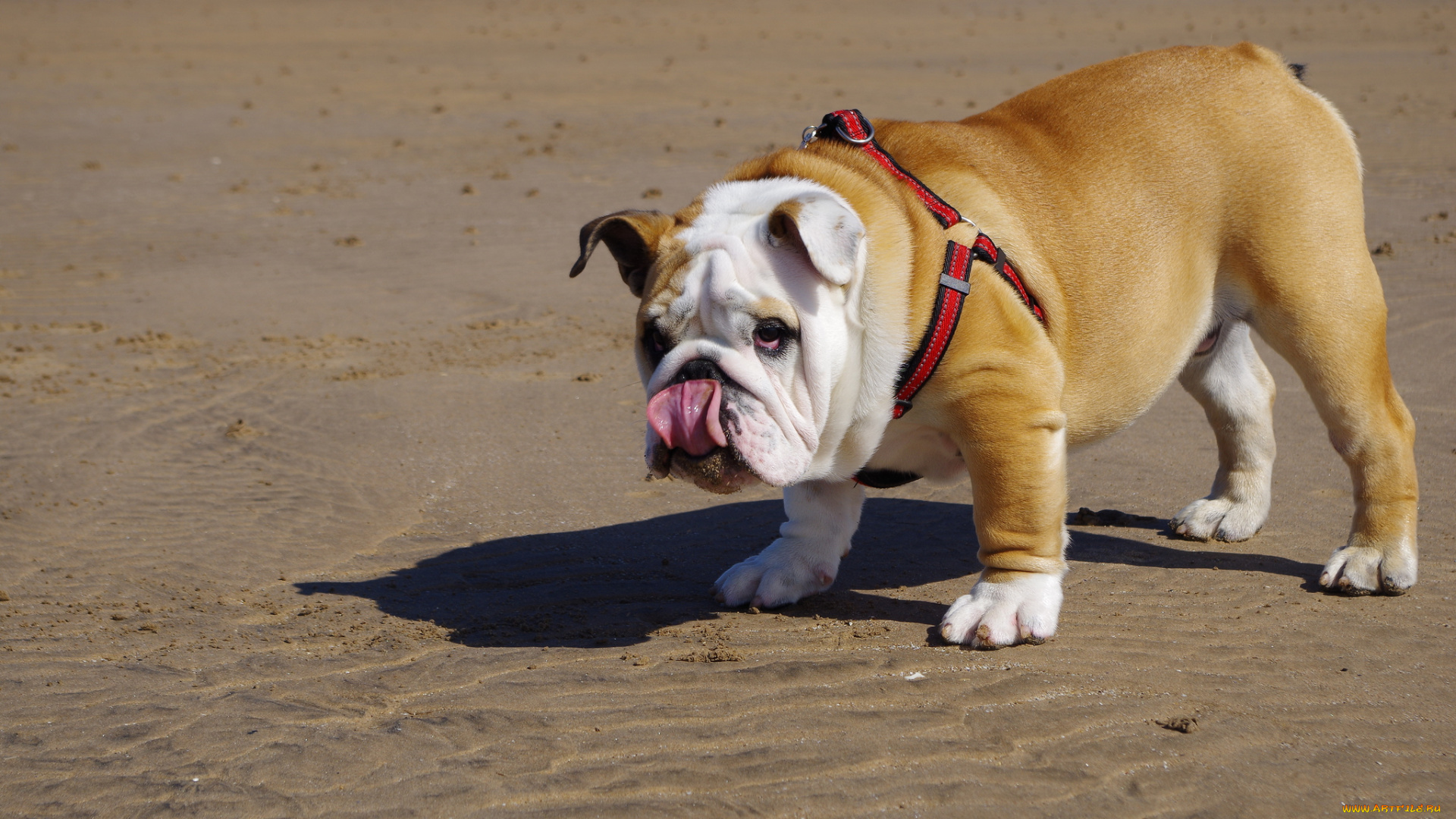 животные, собаки, ошейник, бульдог, пляж