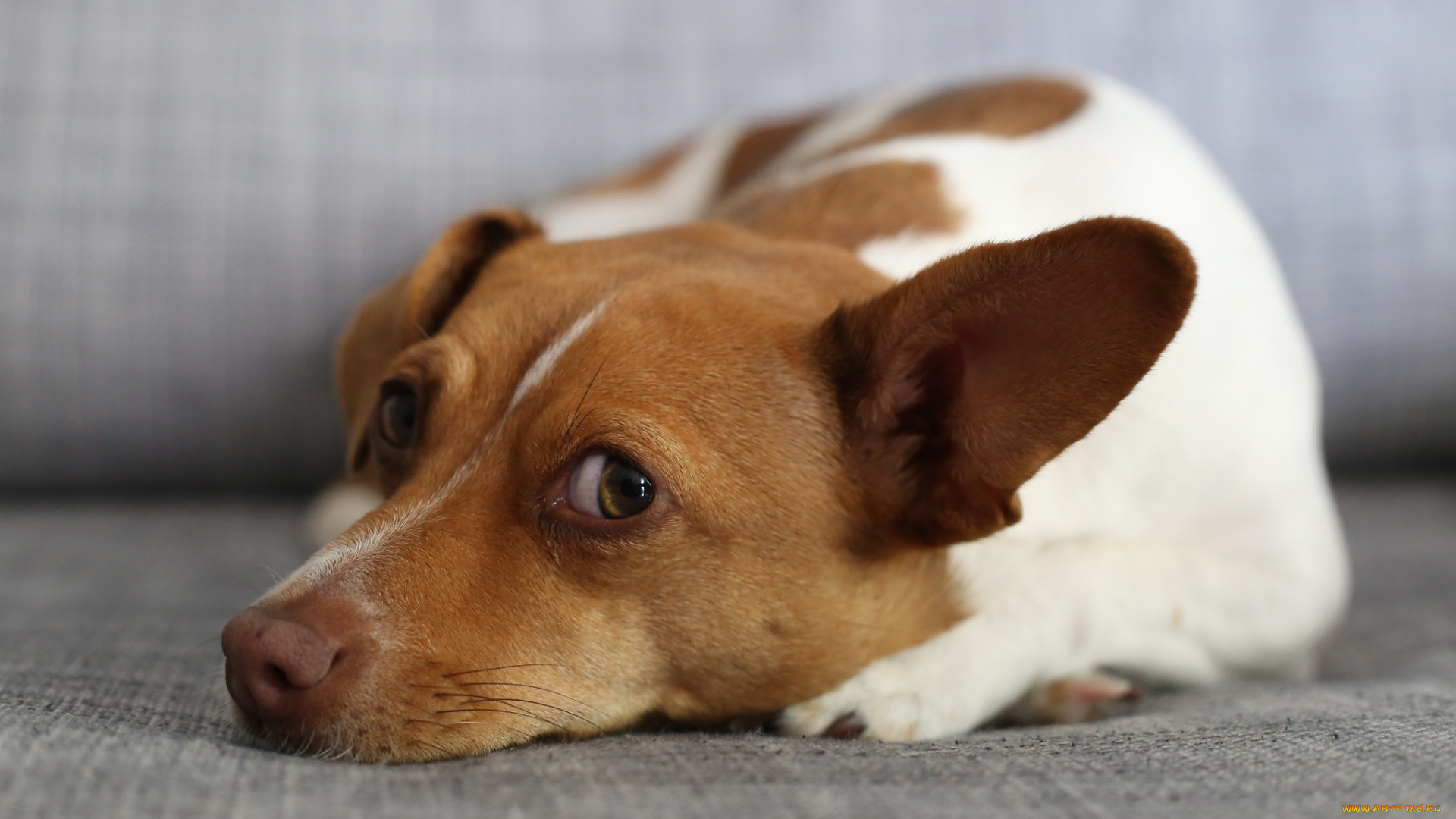 животные, собаки, взгляд, собачка