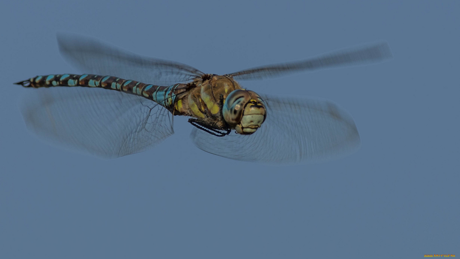 животные, стрекозы, стрекоза, полет