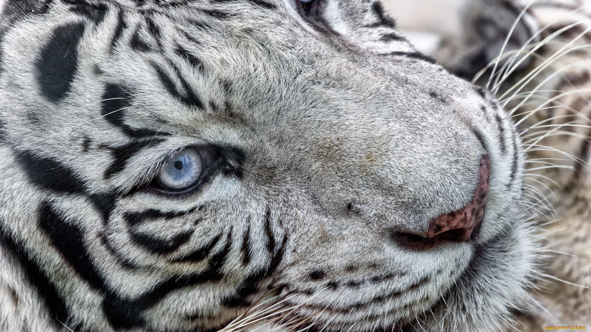 животные, тигры, портрет