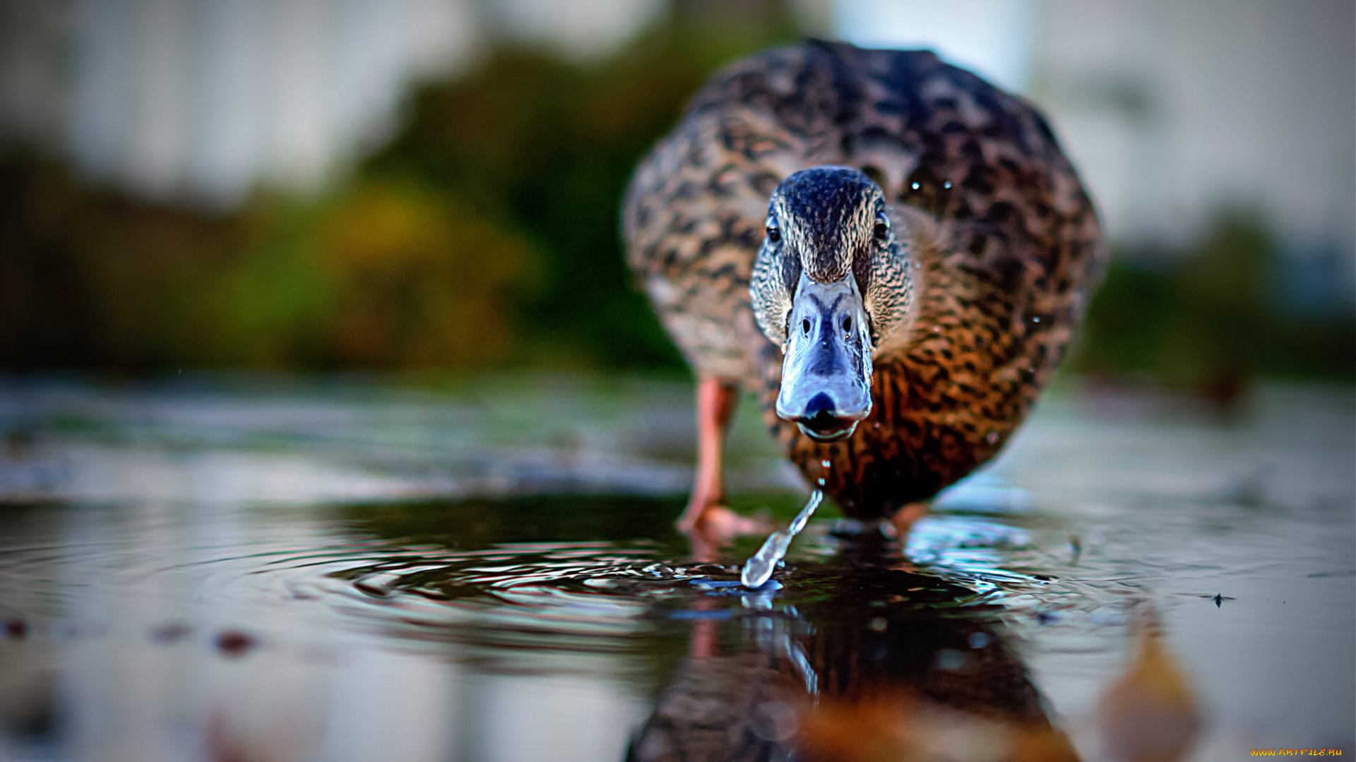 животные, утки, вода, утка, отражение