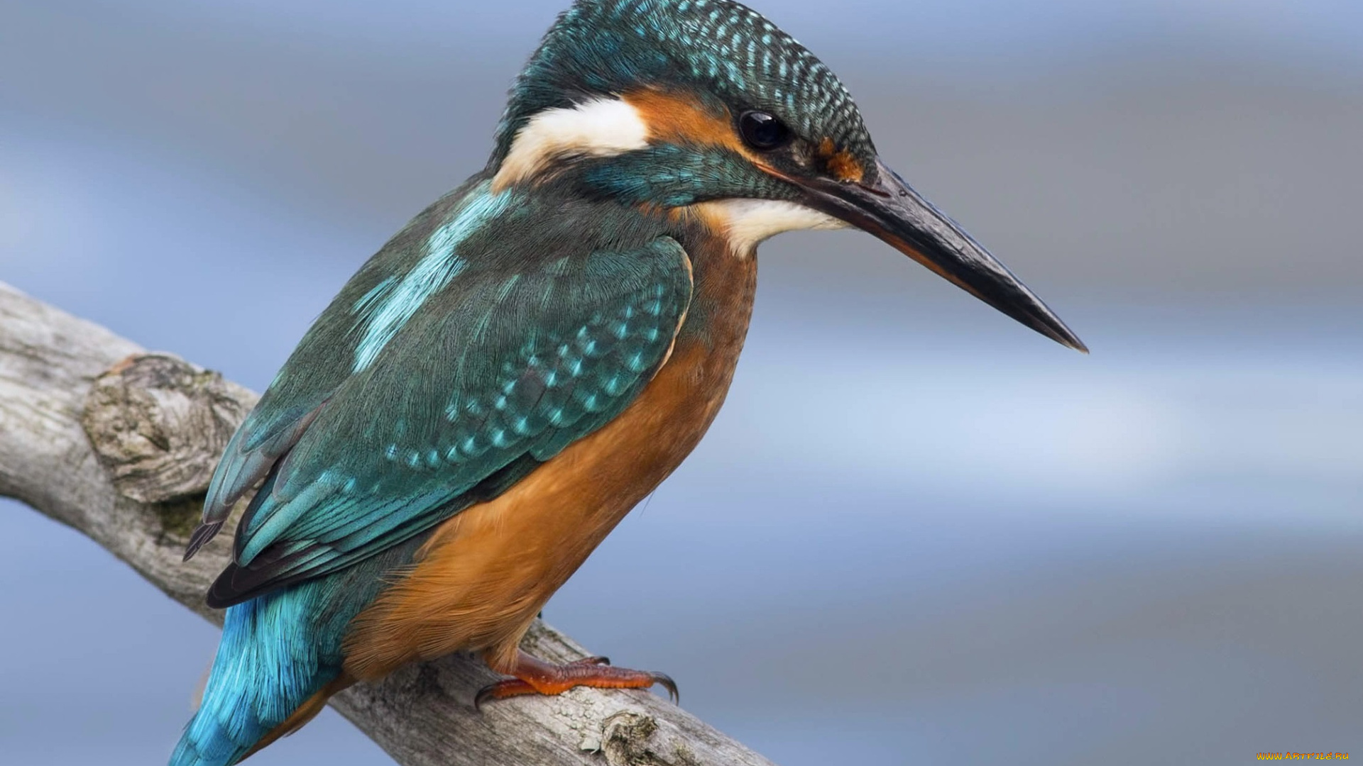 животные, зимородки, сучок, зимородок