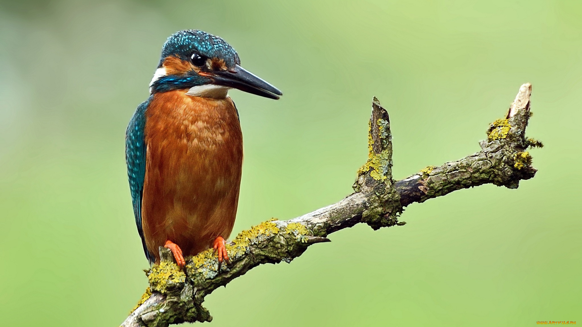 животные, зимородки, сучок, зимородок