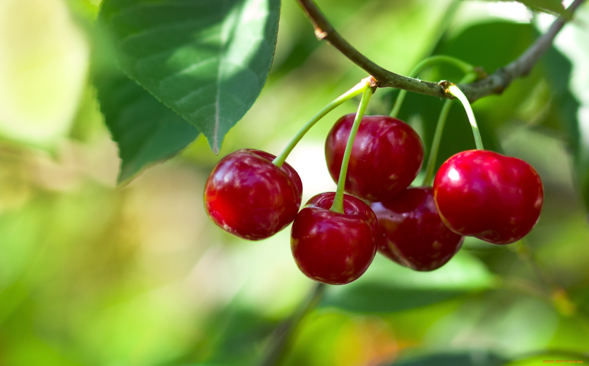 природа, Ягоды, вишни