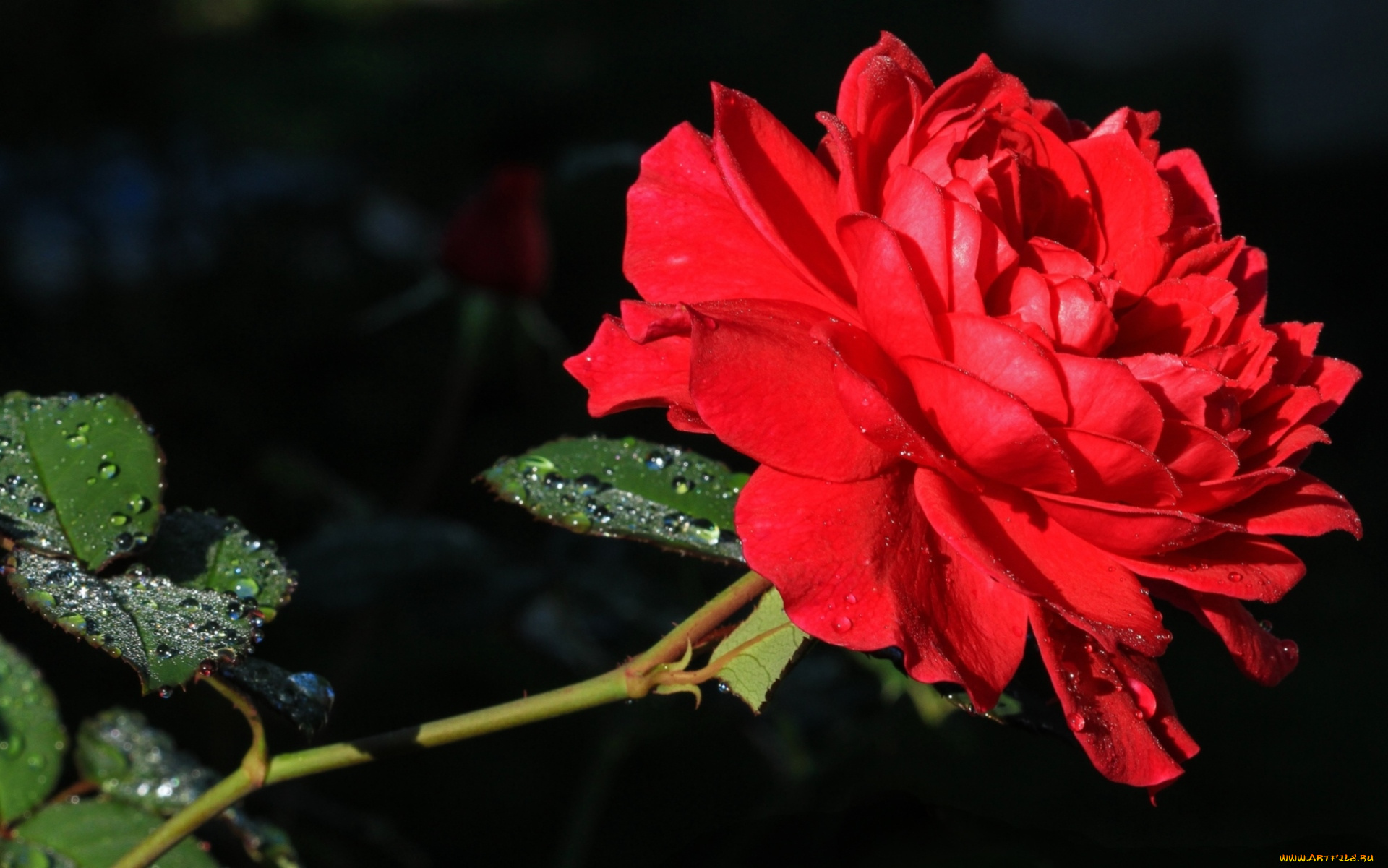 цветы, розы, красный