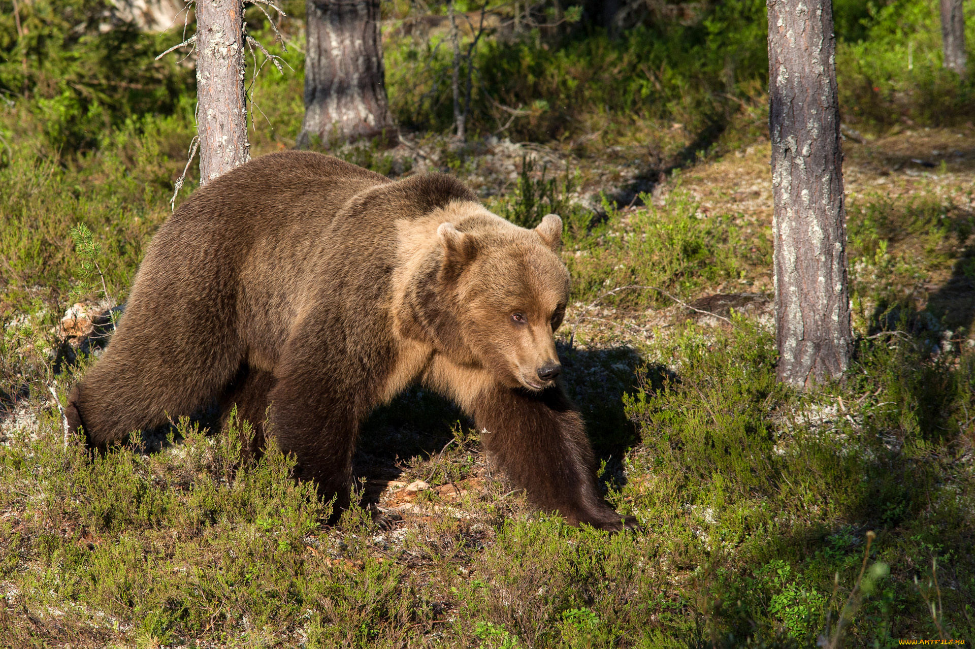 животные, медведи, медведь